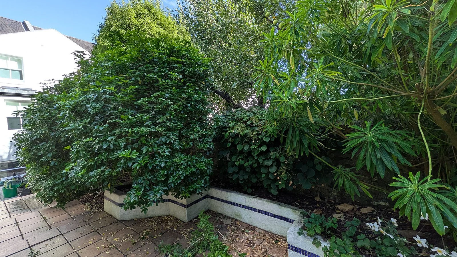Overgrown shrubs