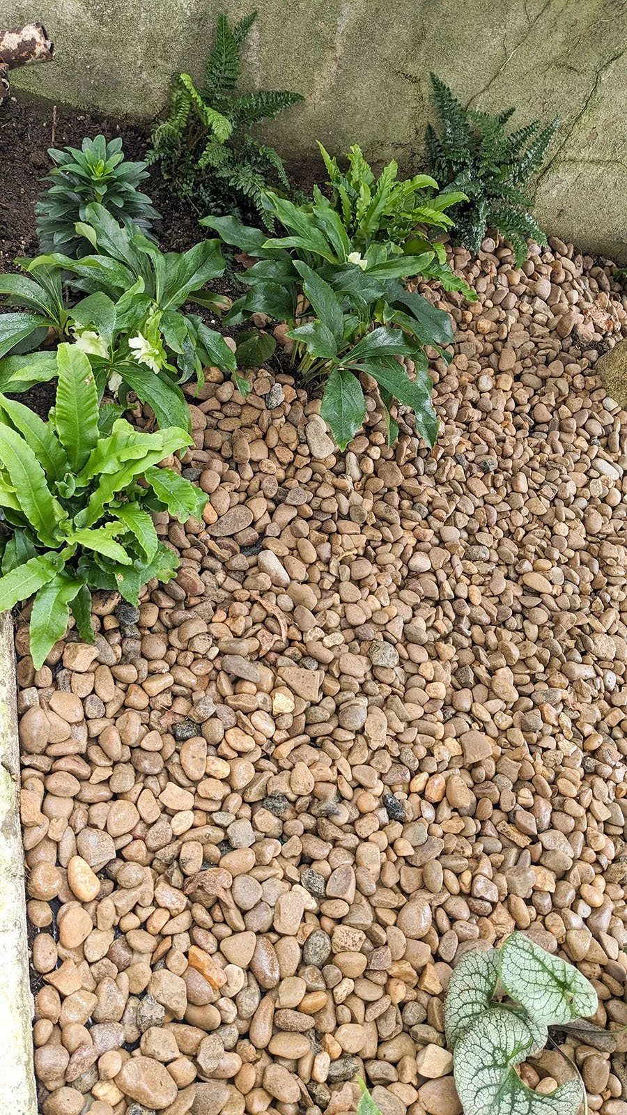 ferns and hellebores growing in gravel garden
