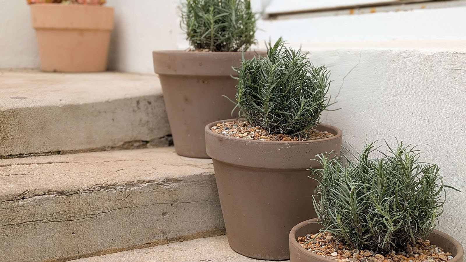 Trio of lavenders on steps