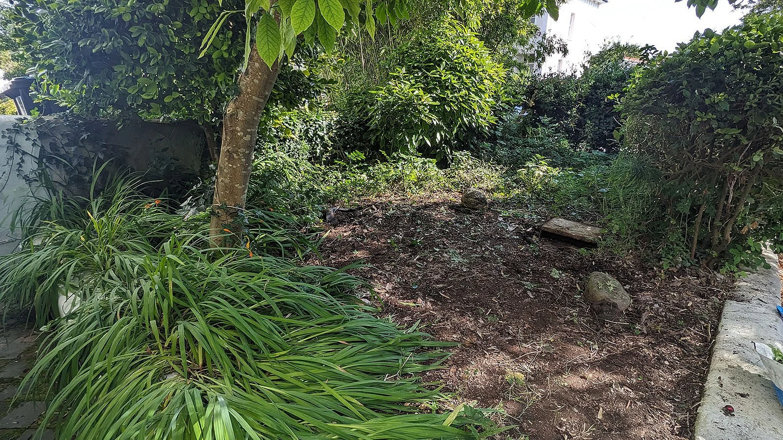 Overgrown front garden needs a tidy