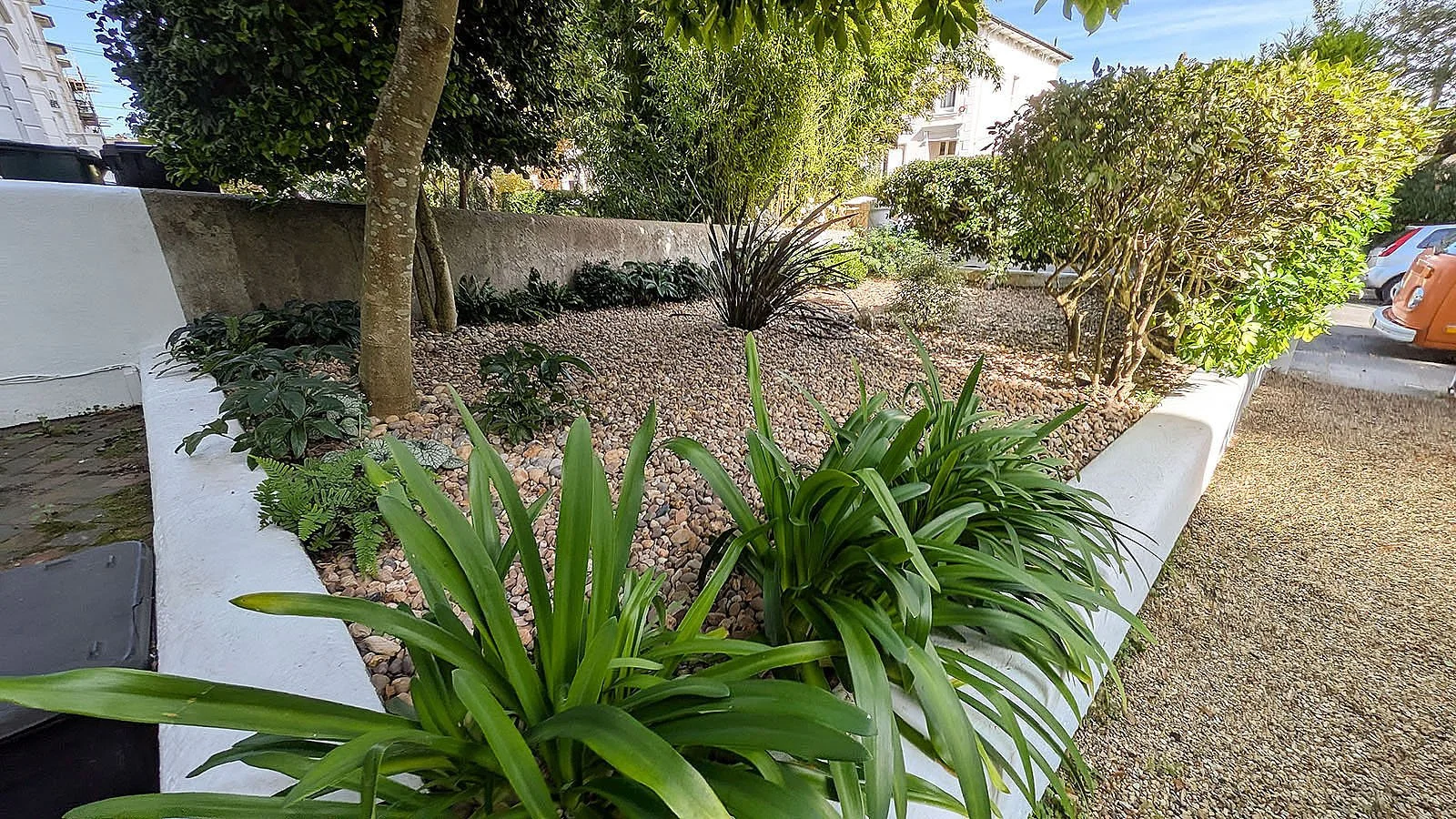 Agapanthus in well maintained front garden