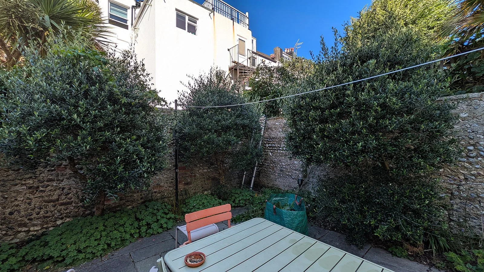 Messy olive trees out of shape