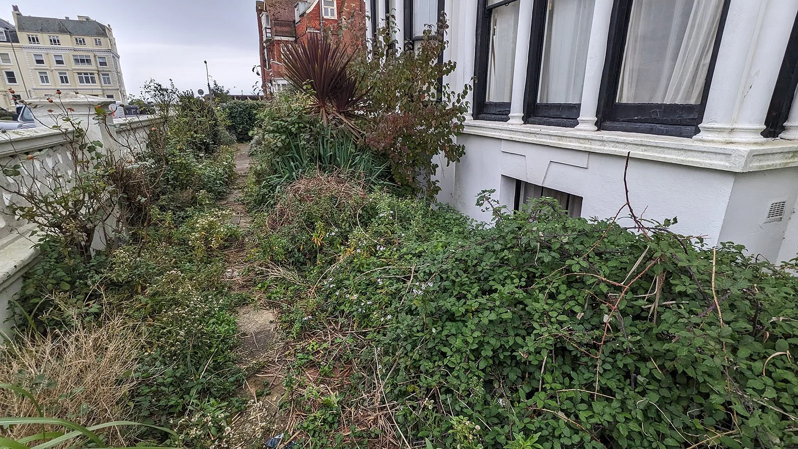 Brambles, weeds and awful garden nightmare