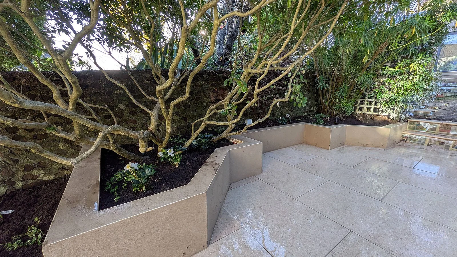 Creative pruning of Choisya to create a multistem tree