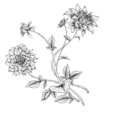 Outline drawing of a flower with two blooms and leaves.