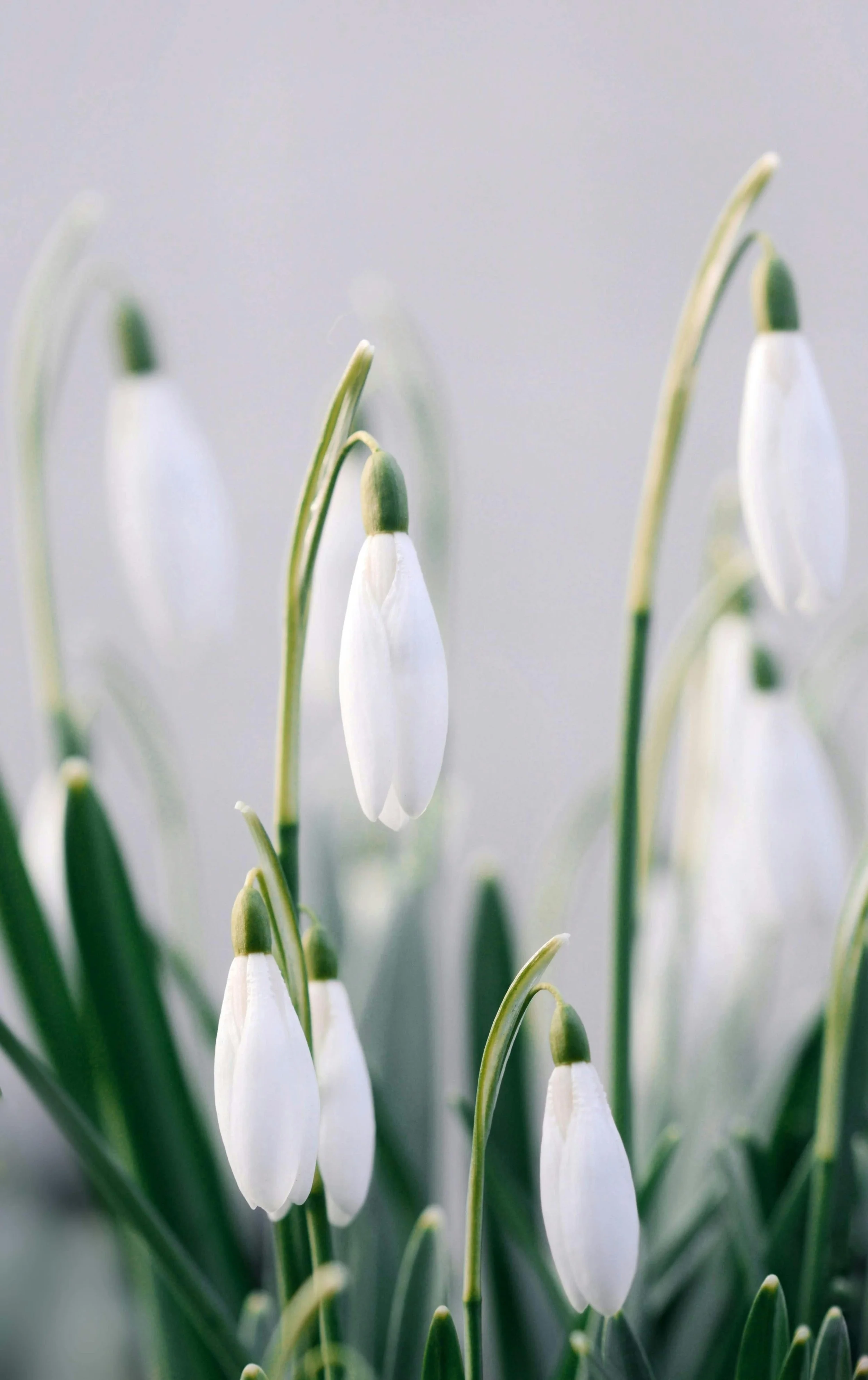Close-up of snowdrop flowers with white petals and green stems against a blurred background.