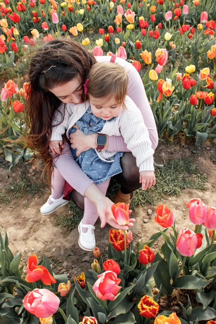 A woman and a young girl in a tulip field, with the woman hugging the girl as they both look at a pink tulip.  Family Photography - Tulley's Tulip Garden, Warwick
