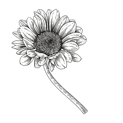 A black background with an outline drawing of a sunflower in the center.