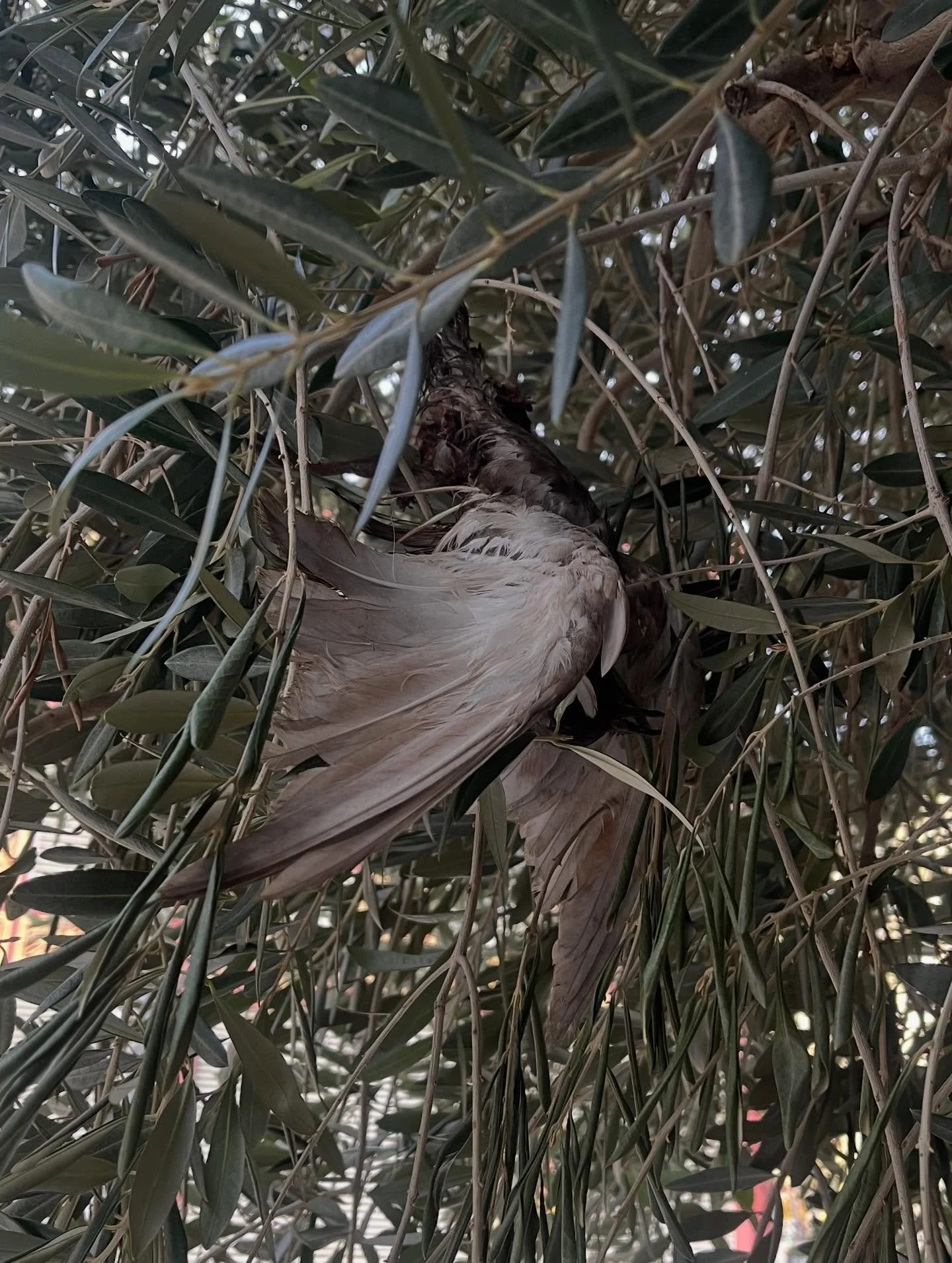 December in Barcelona !!!!
pretty pigeons, making tiny mechanisms out of silver, sick days in bed with abbie, a hotel stay due to no hot water in the flat, a boxing themed bar from the 1920s, lyds came to stay :&rsquo;), a christmas lunch at the work