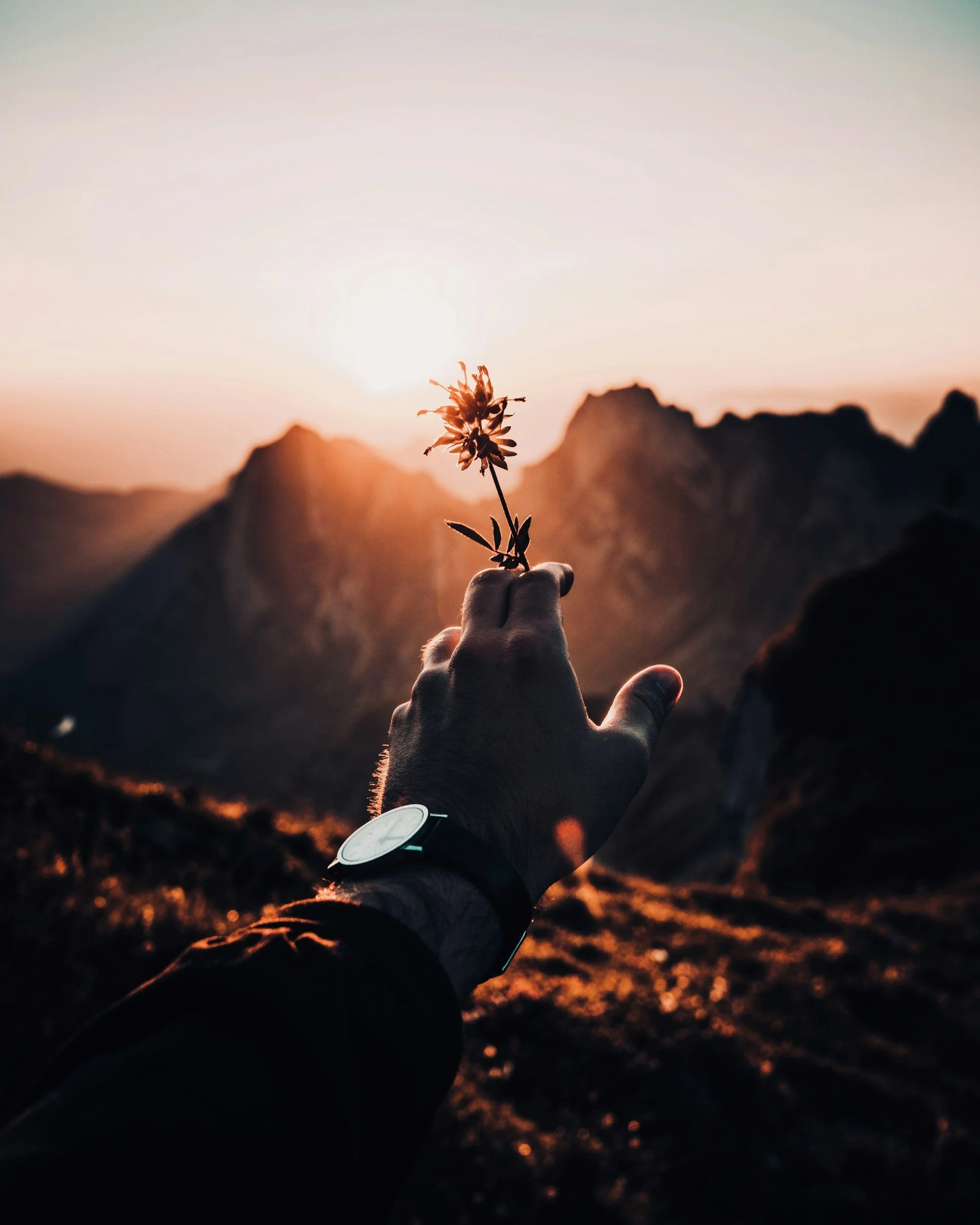 A person's hand holding a flower up to the sunset with mountains in the background.