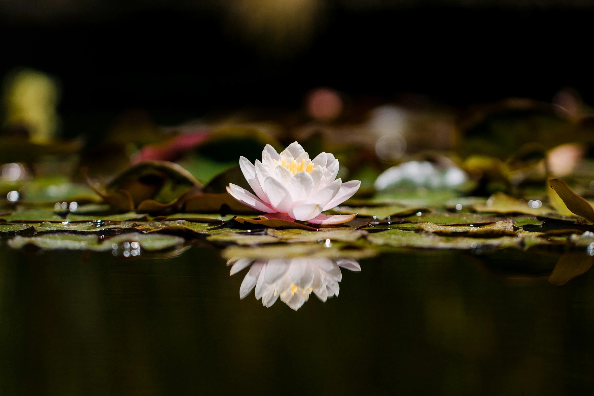 A pink and white water lily flower floating on a dark pond with lily pads, with its reflection visible in the water.