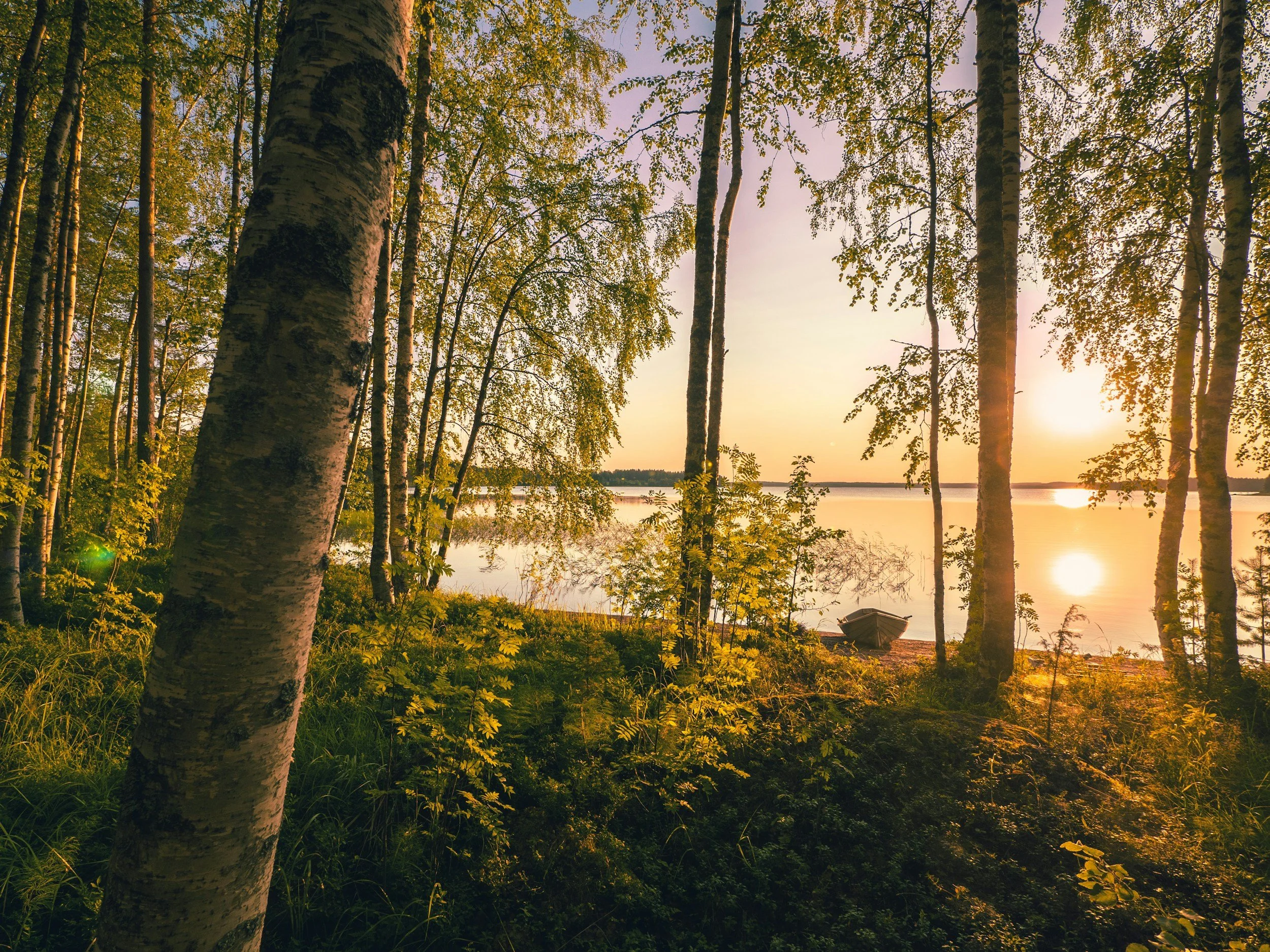 Auringonlasku järven yllä, nähtynä korkeiden, hoikkaiden puiden metsän läpi, joiden lehdet ovat vihreät ja joiden kuori on paikoin valkoinen, myöhäisillalla, kun kultainen valo heijastuu veden pinnasta.