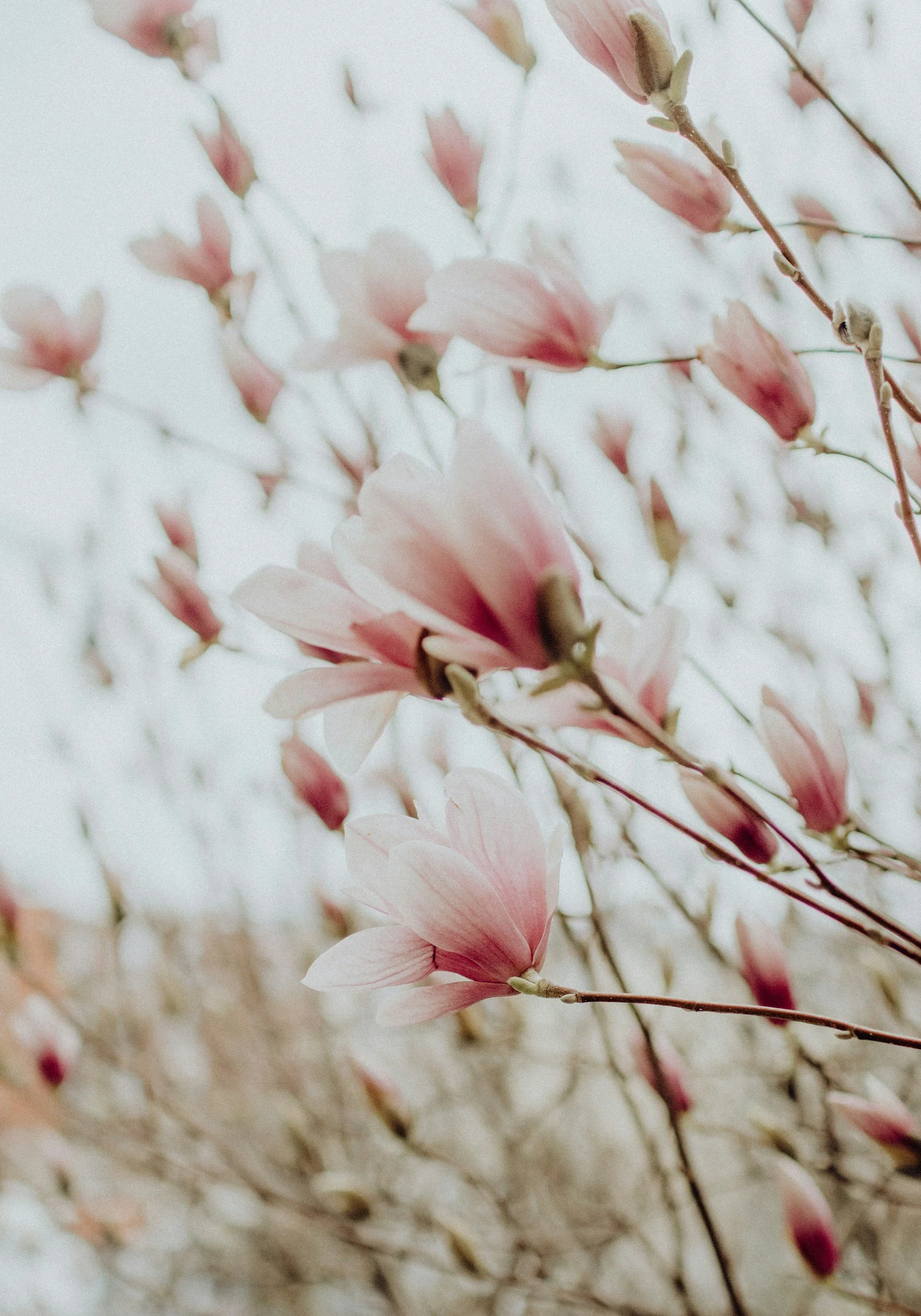 Close-up of pink and white magnolia flowers on branches