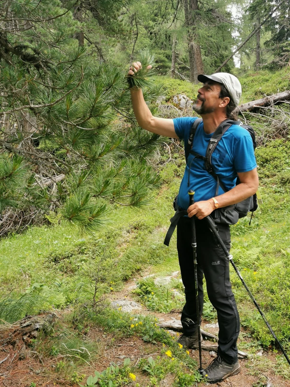 Ein Mann steht im Wald, trägt einen blauen T-Shirt, eine Mütze, eine Uhr und eine Rucksack, hält einen Wanderstock, während er an einem Ast eines Nadelbaums zieht.