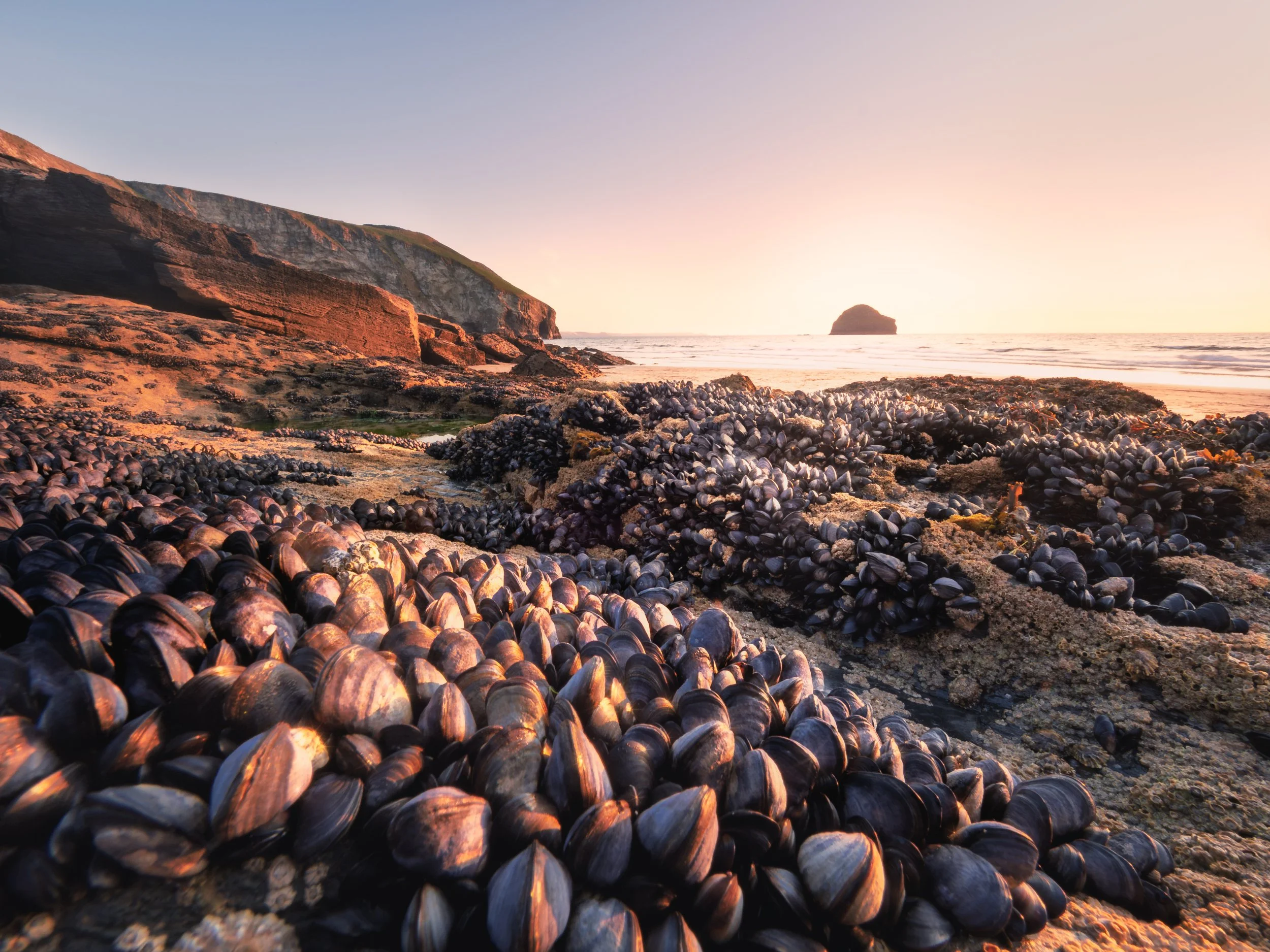 Muscles at Trebarwith Strand. Numerous mussels adhere to the rocky intertidal zone at Trebarwith Strand, Cornwall, United Kingdom, under a clear sky.