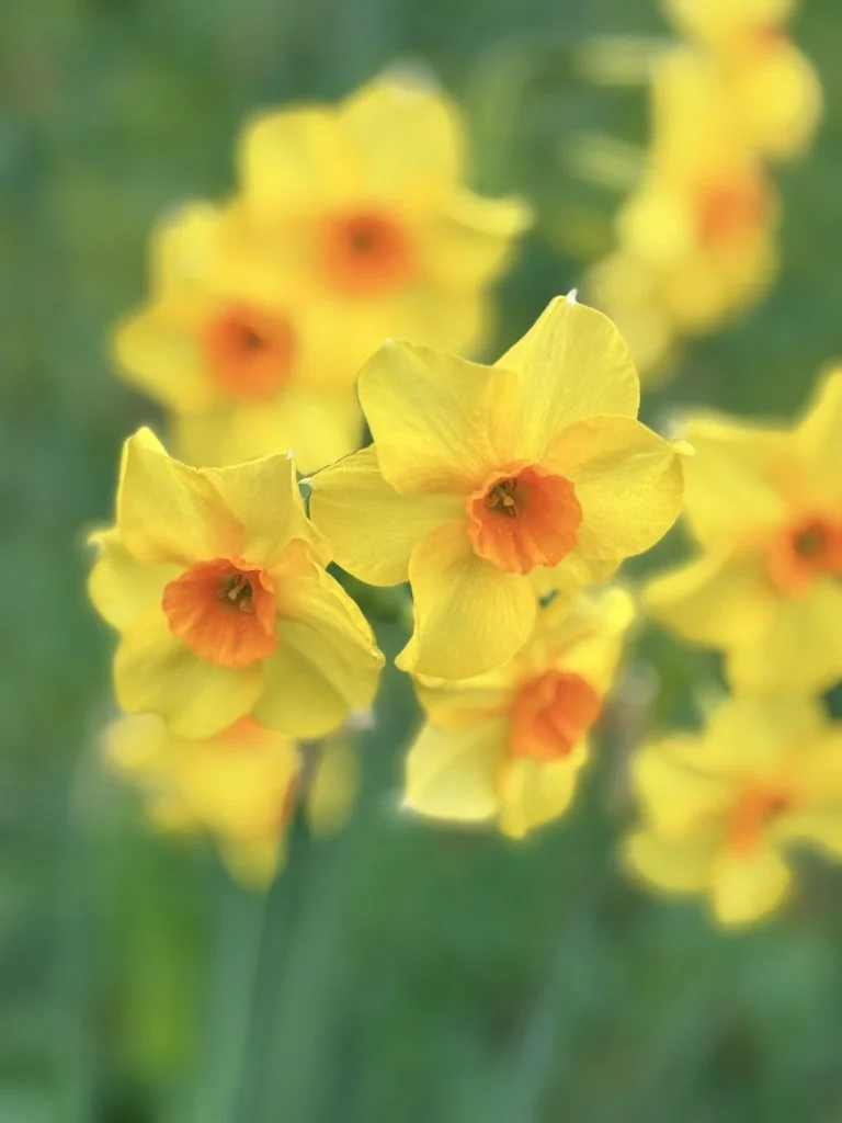 Daffodil OG Photo.jpg