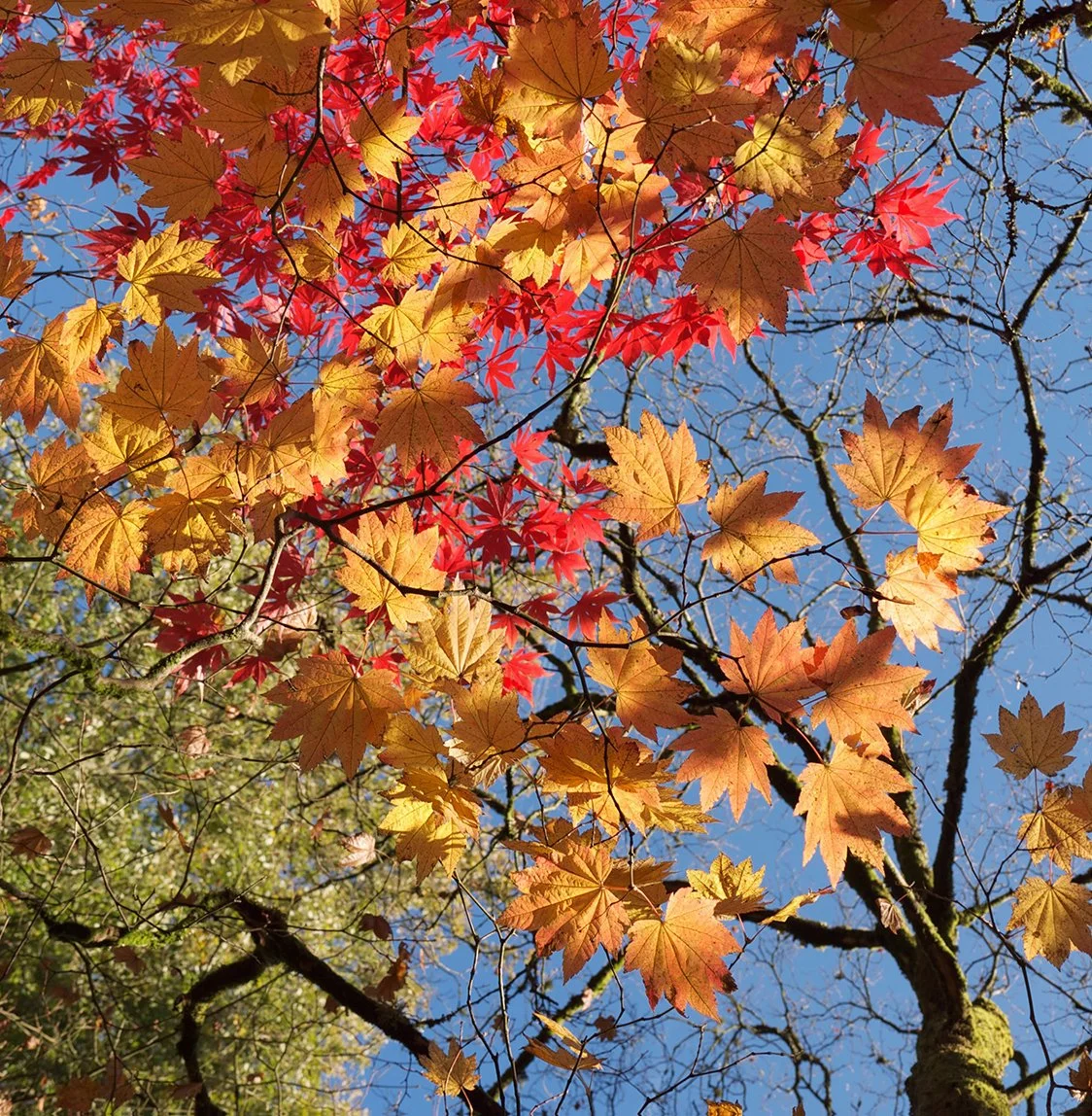 AUTUMN LEAVES OG PHOTO.jpg