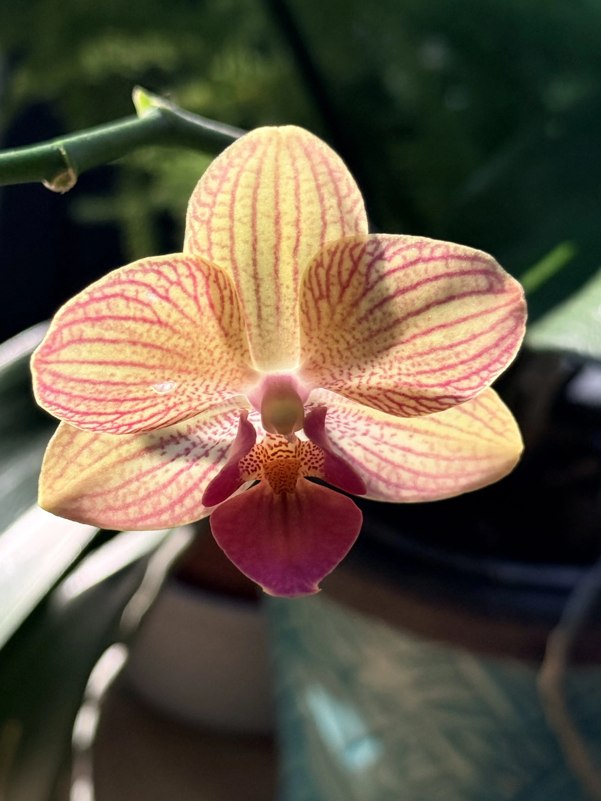 ORCHID GLORY OG PHOTO.jpg
