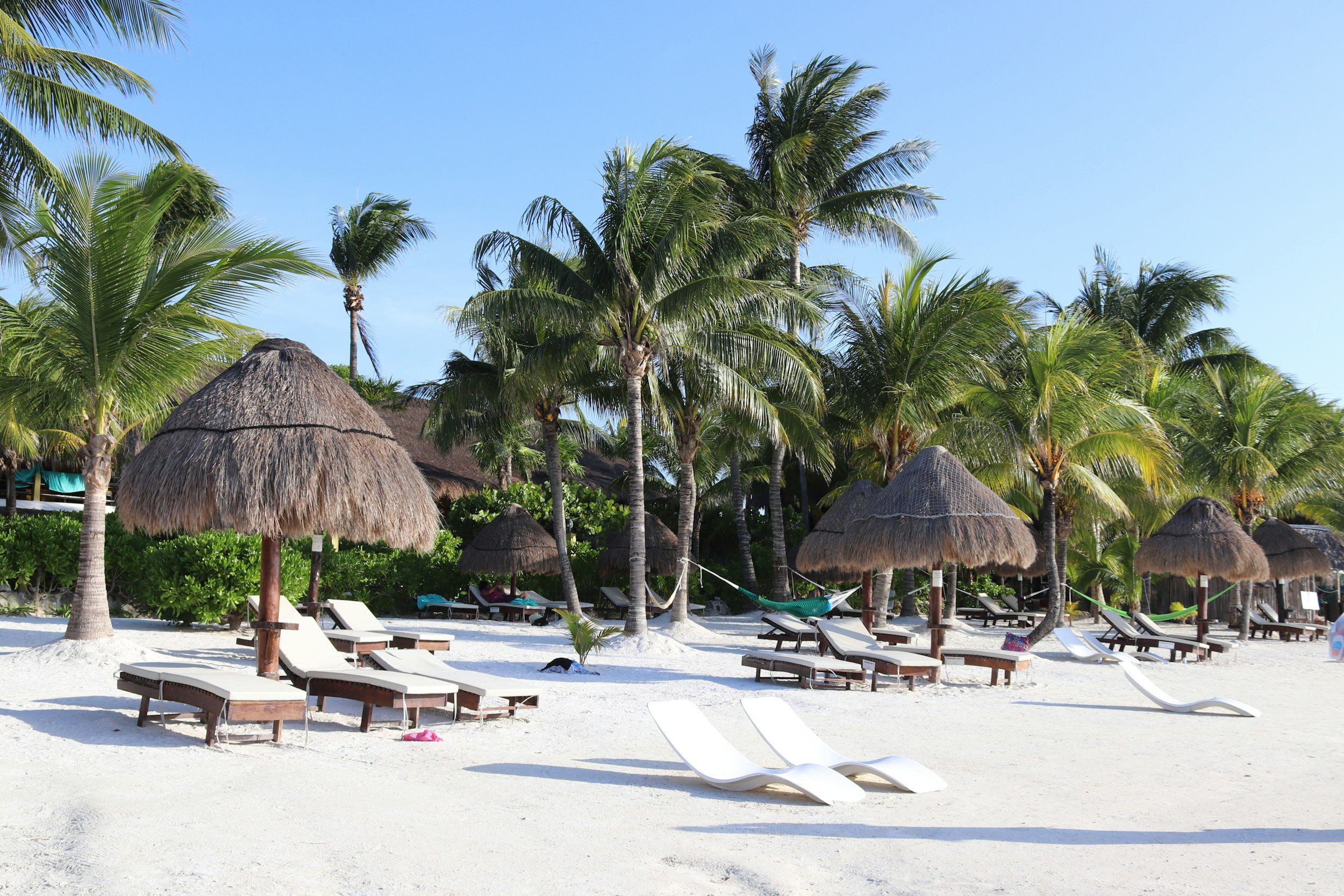 Beach with white sand, palm trees, and several thatched-roof umbrellas. There are lounge chairs under the umbrellas and some empty lounge chairs on the sand. Two white lounge chairs are in the foreground, and green bushes are visible behind the trees against a blue sky.
