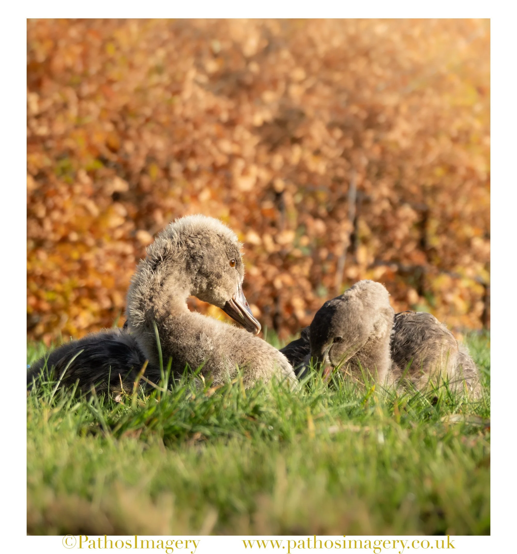 Black Cygnets