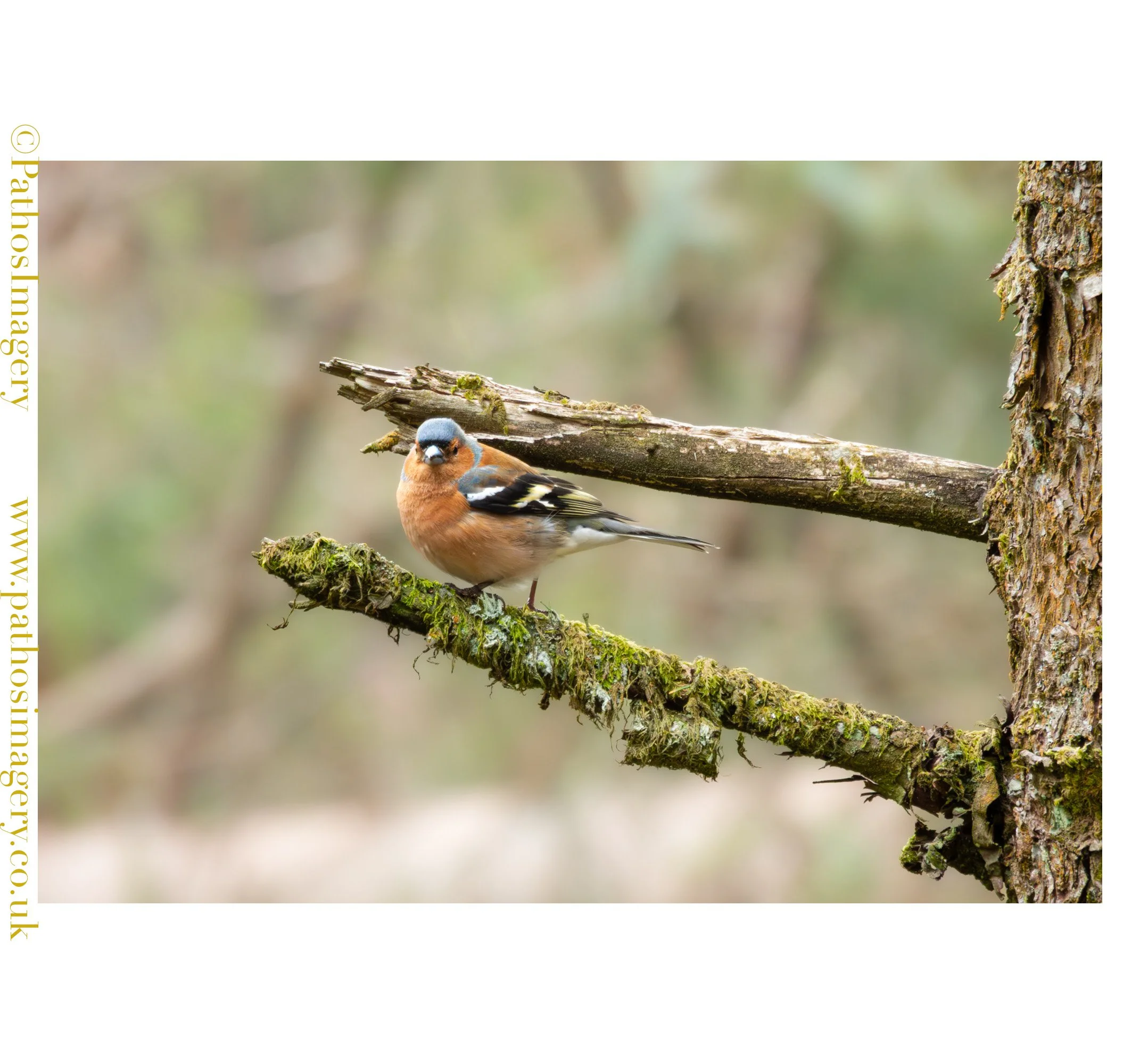 Chaffinch