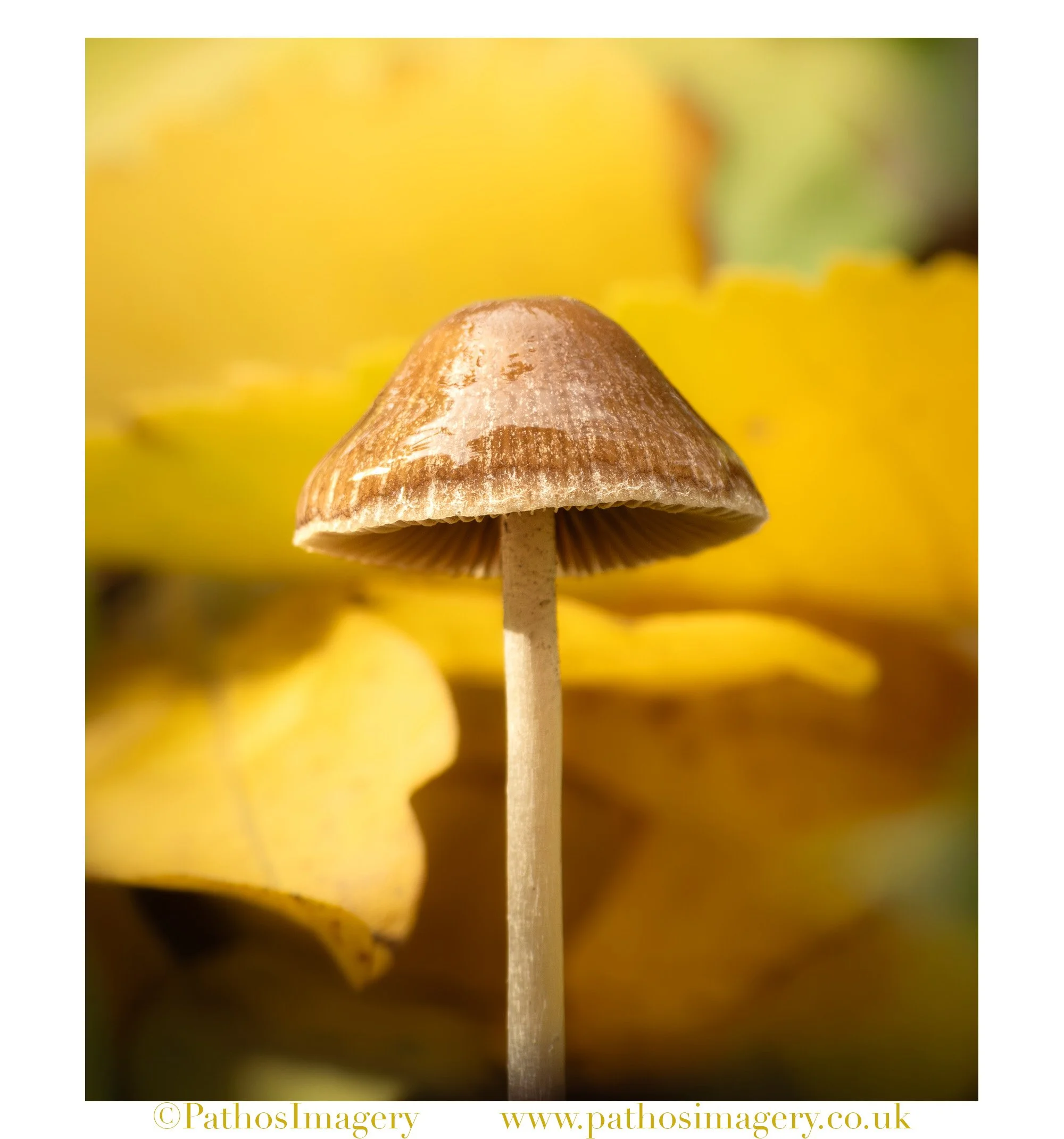 Psathyrella Rain-Cap