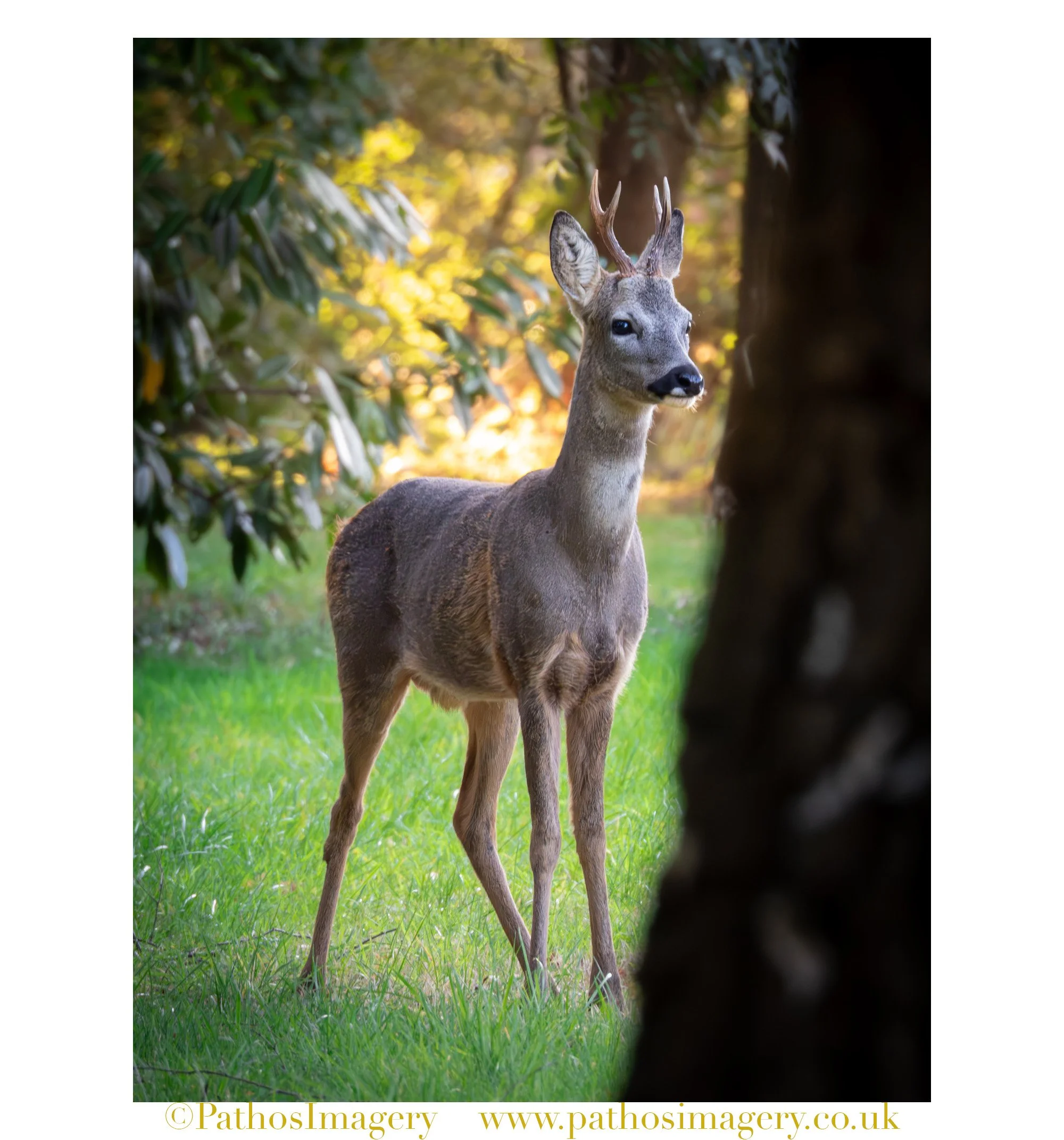 Roe Deer