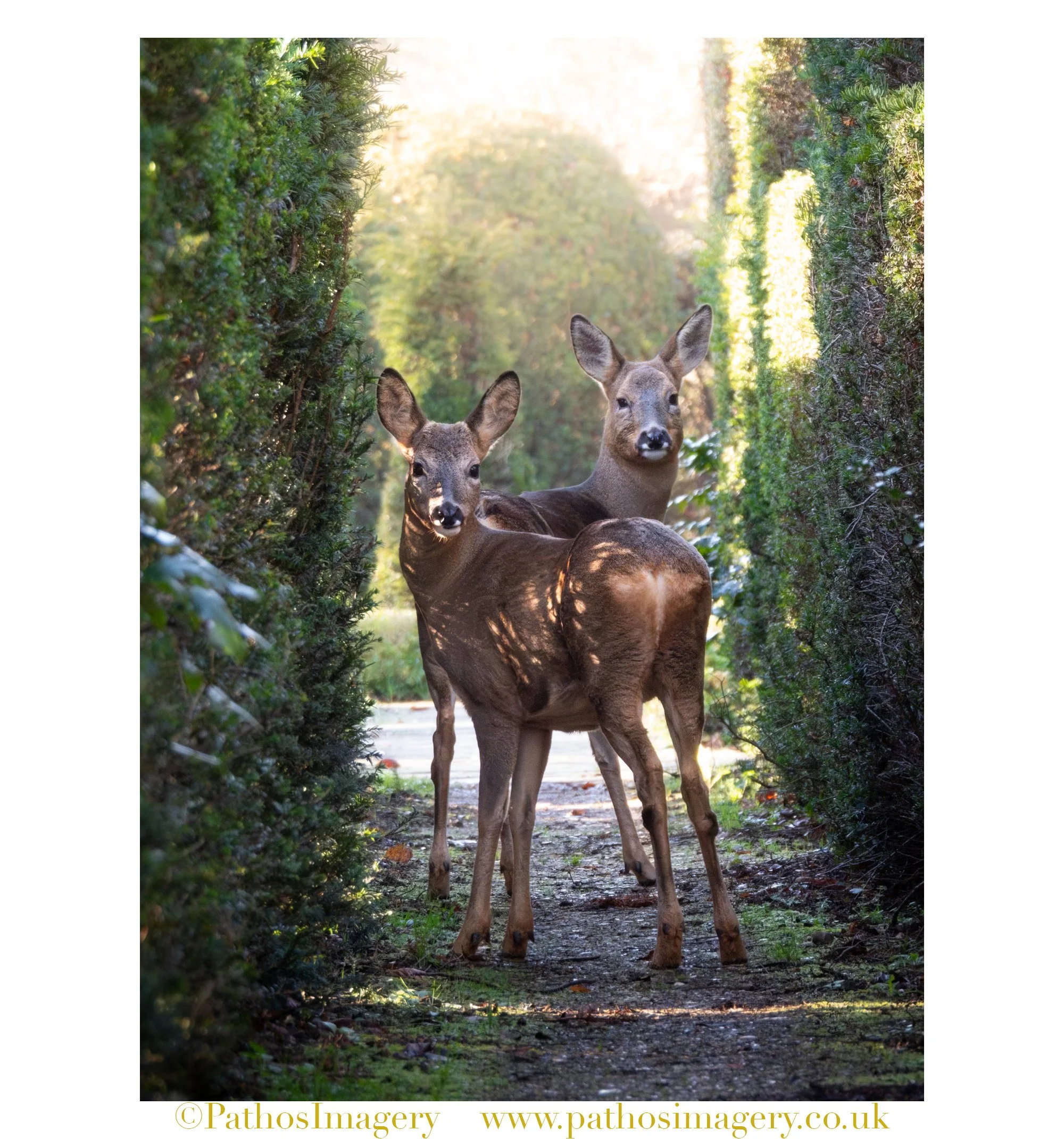 Roe Deer Pair 002