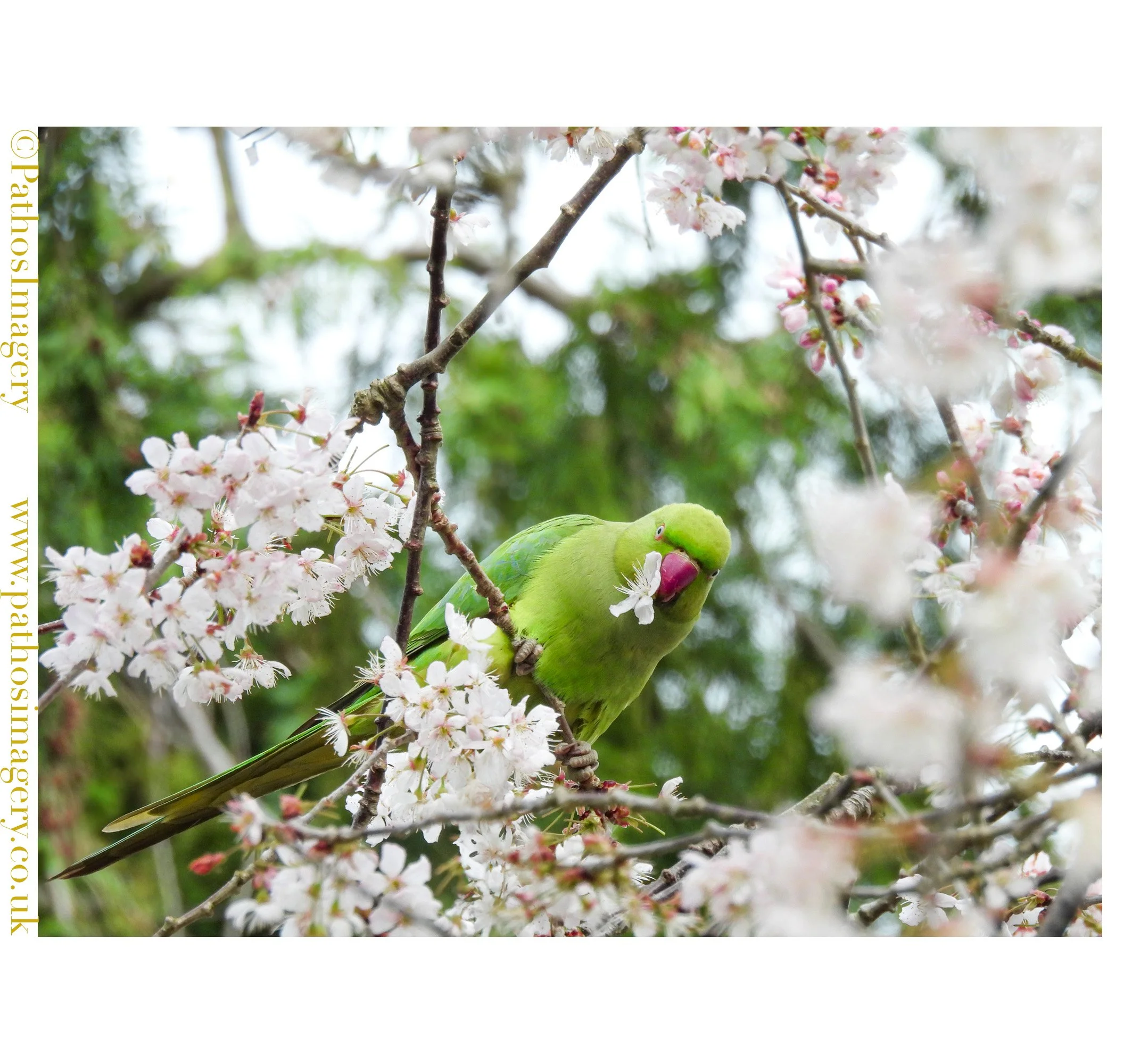 Parakeet Blossom