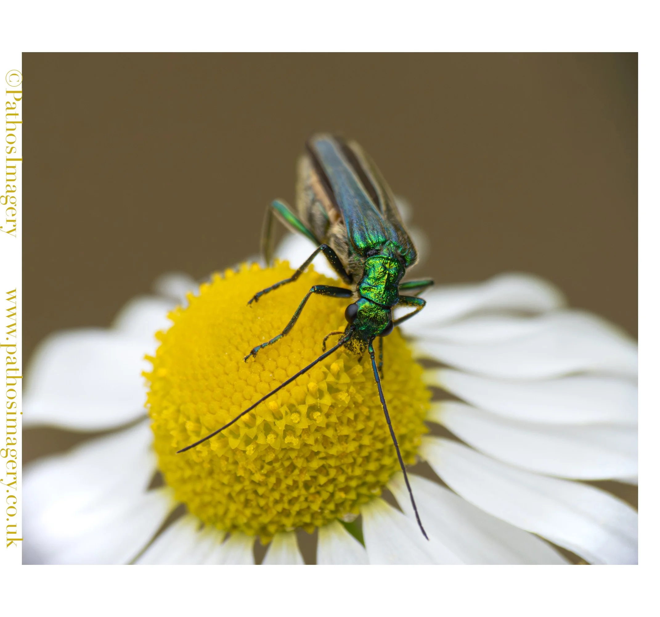 Swollen-Thighed Beetle