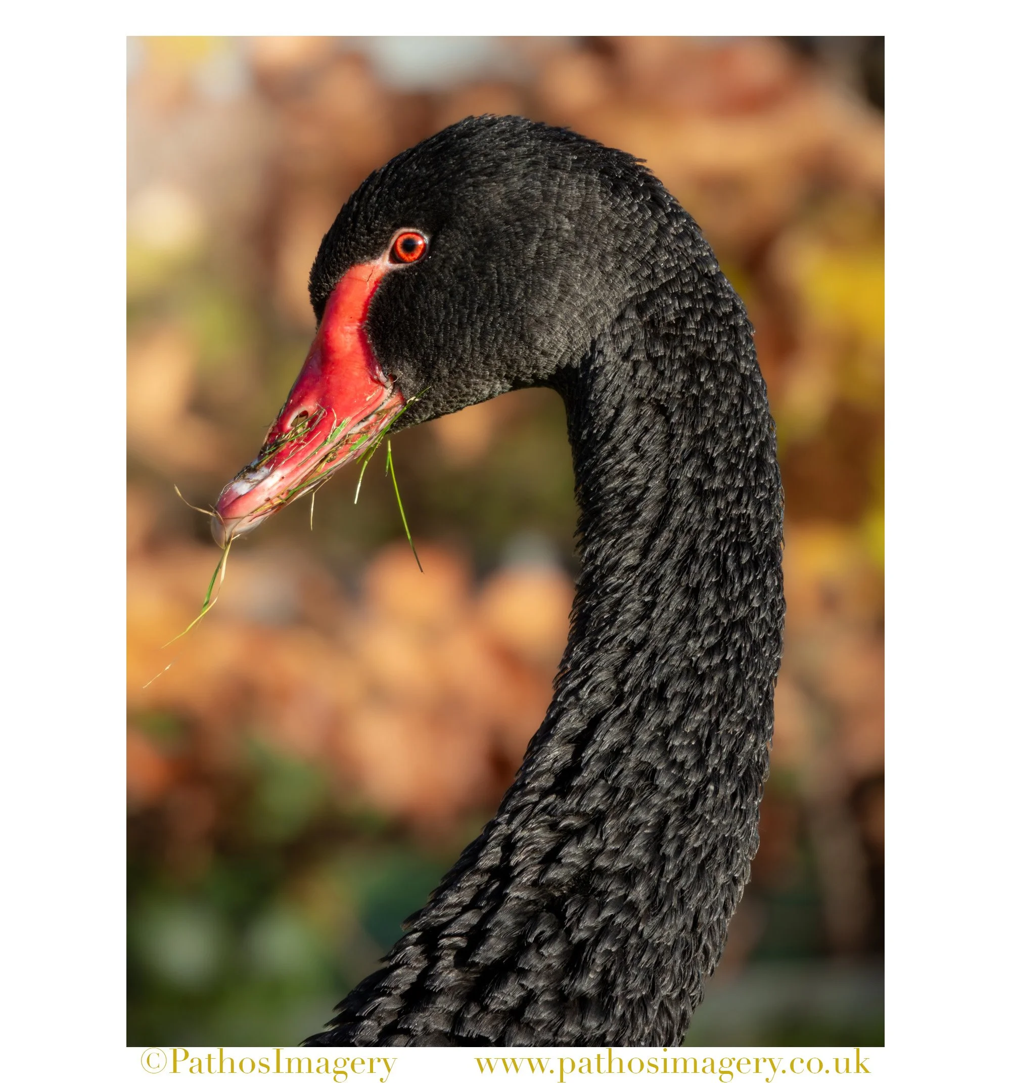 Black Swan Portrait