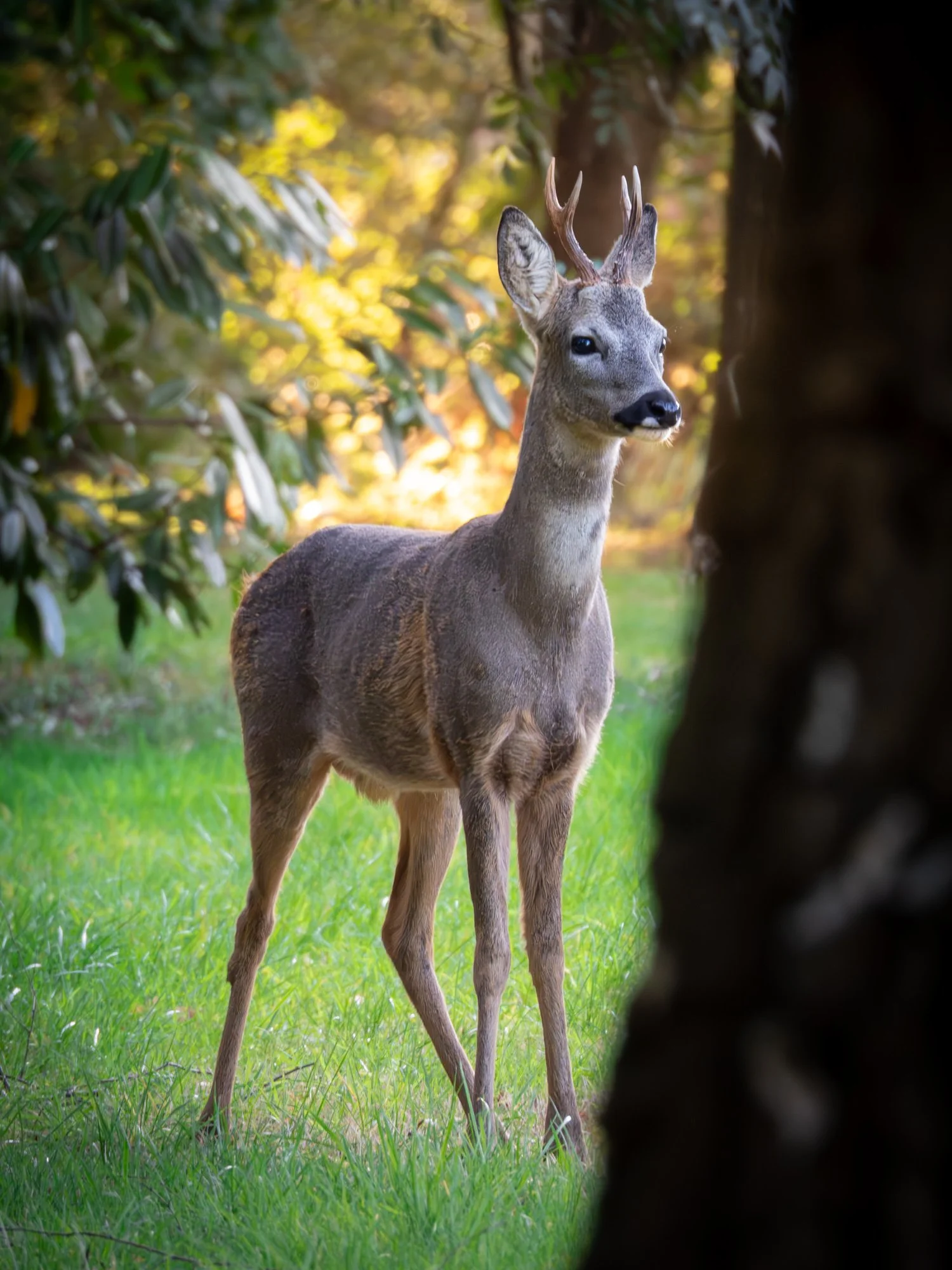 Roe Deer between foliage, golden sun background