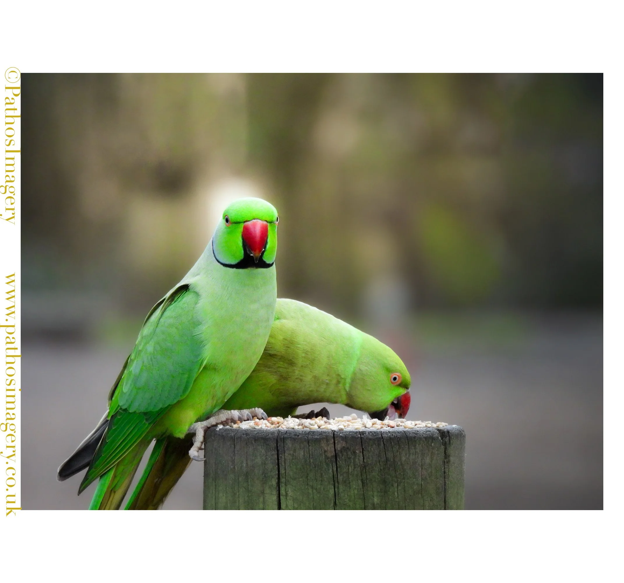 Parakeet Couple