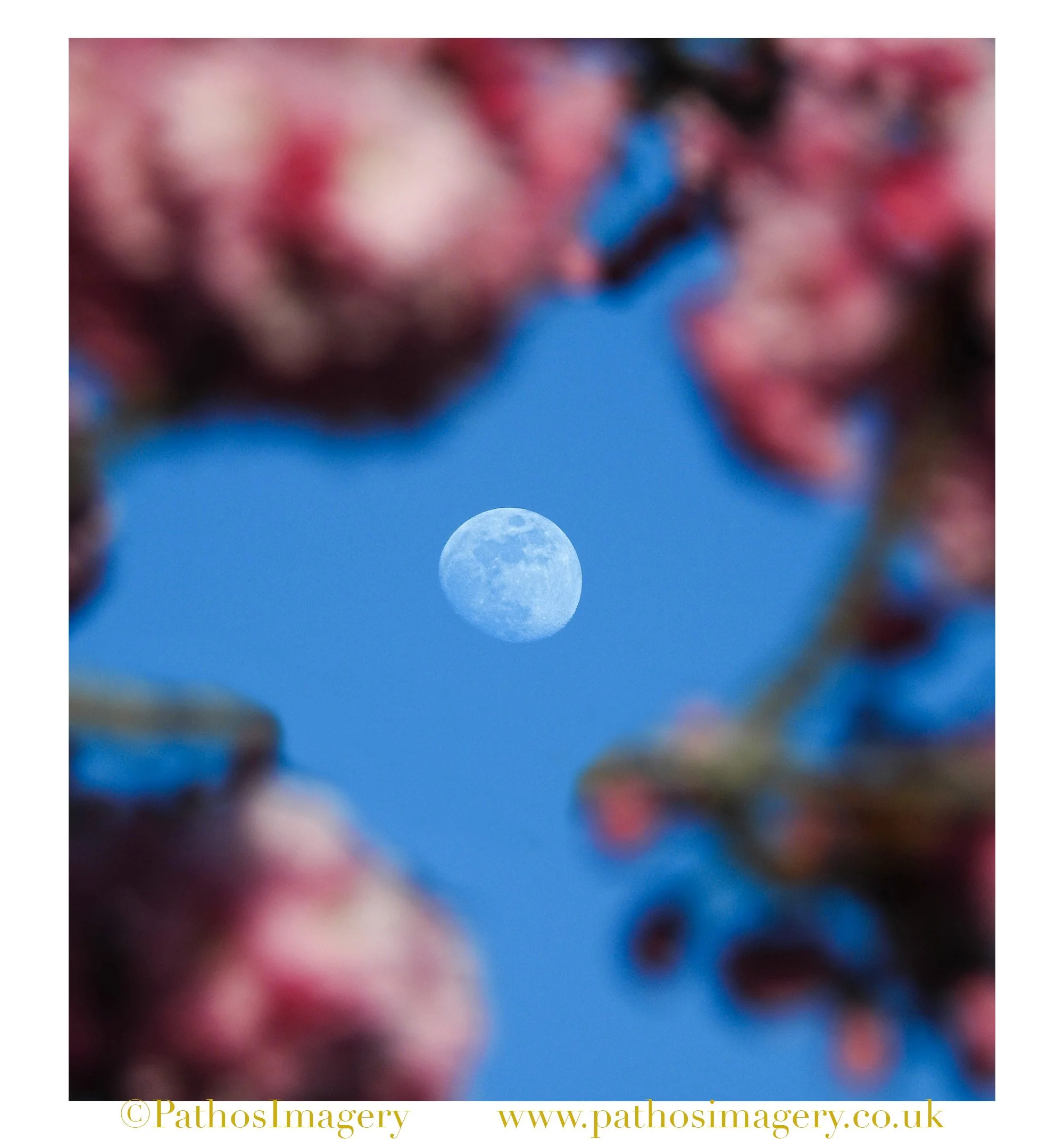 Blossom Moon