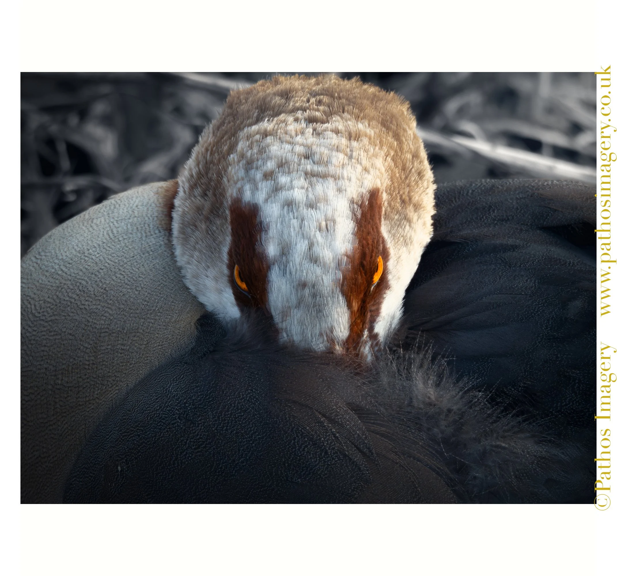 Egyptian Goose