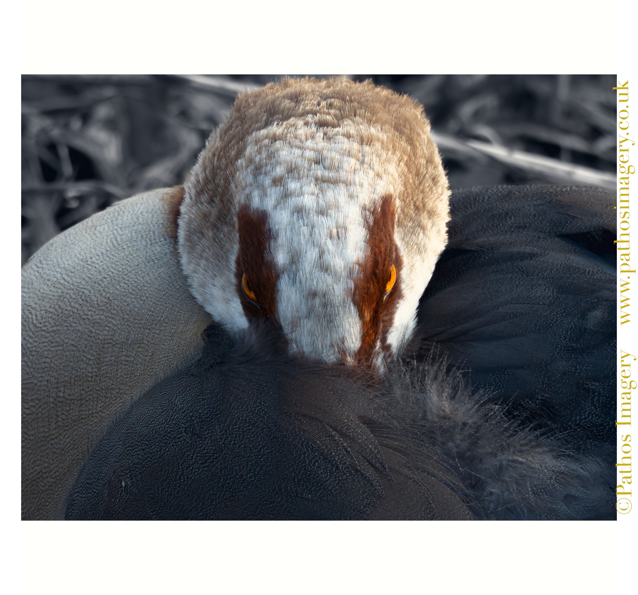 Egyptian Goose.jpg