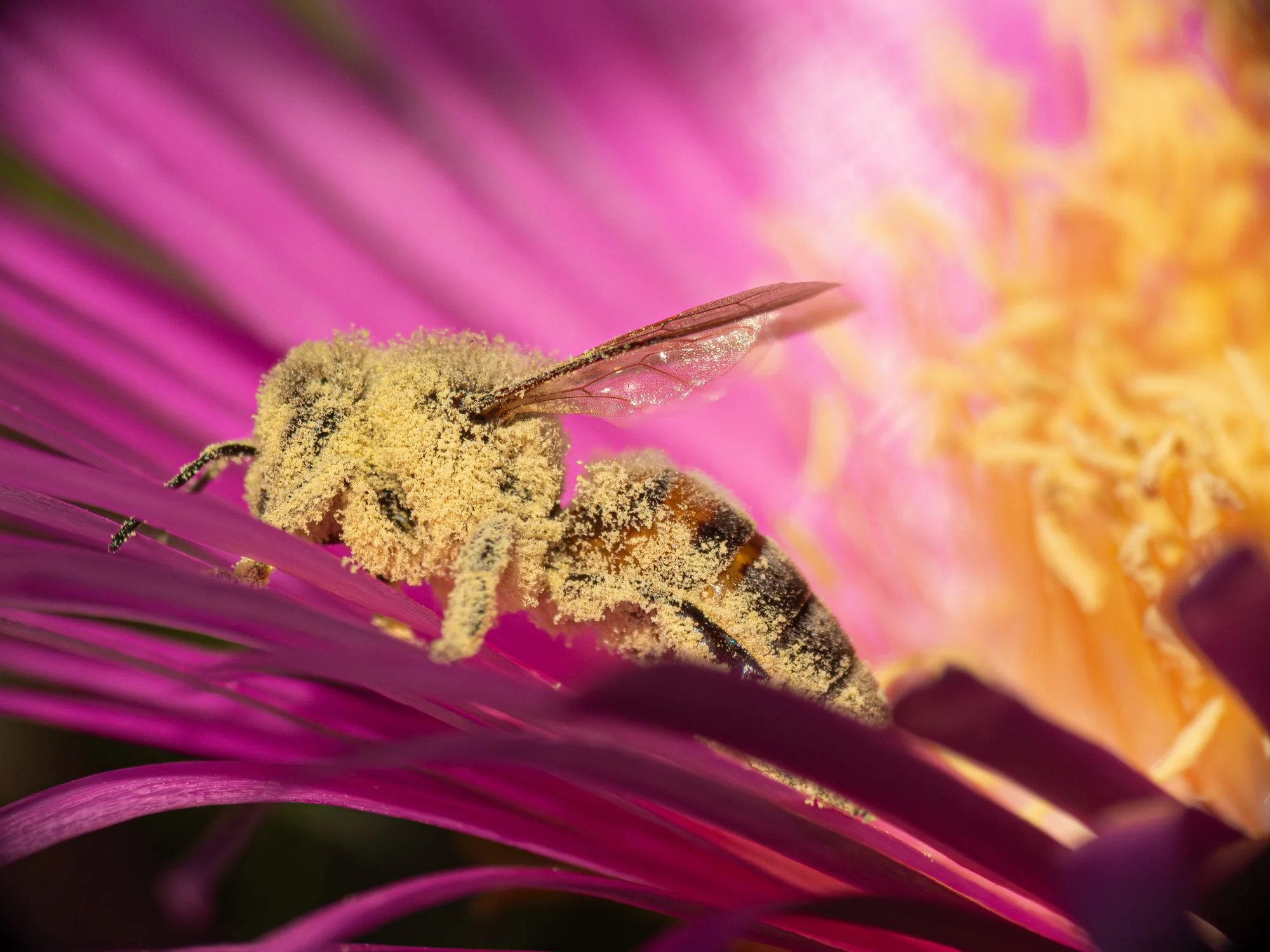 Honey bee entirely covered in golden pollen dust, sitting on a purple flower.