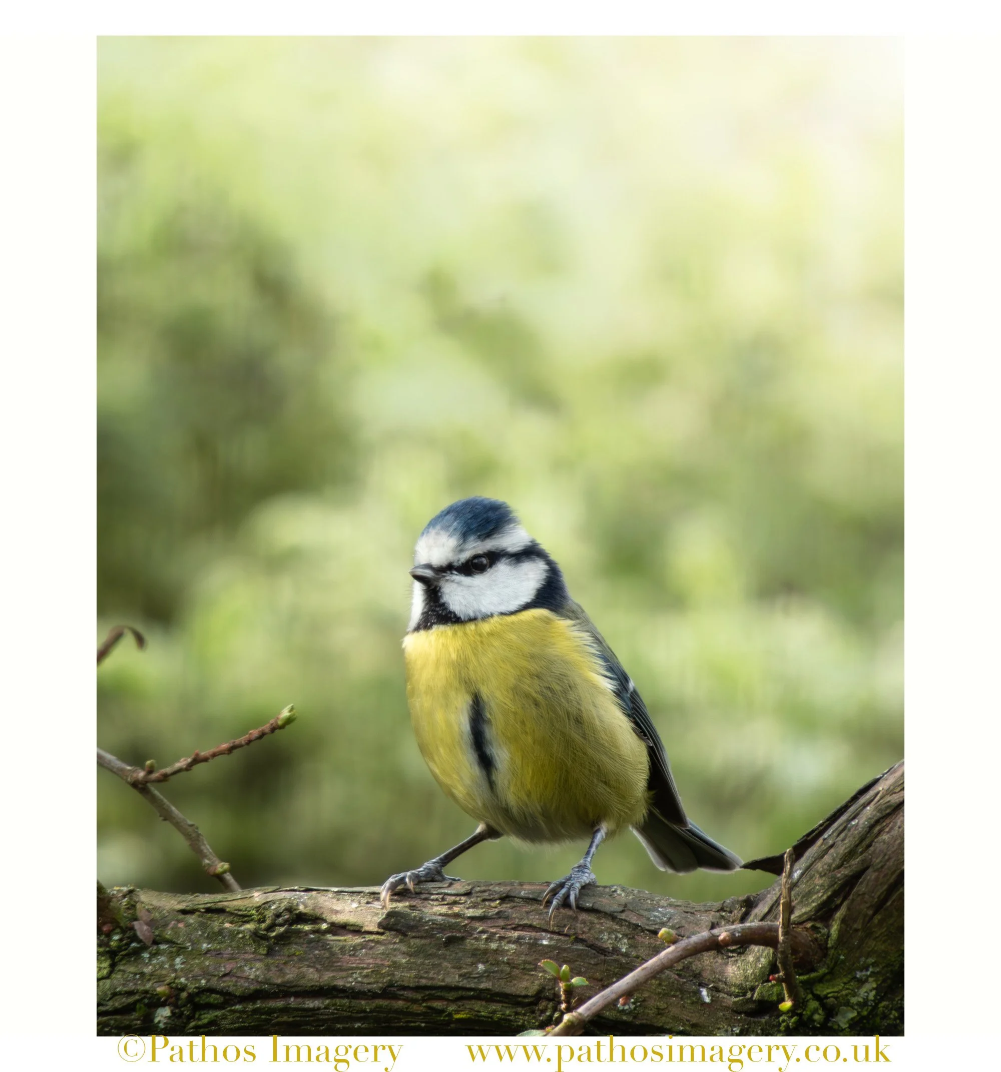 Blue Tit.jpg