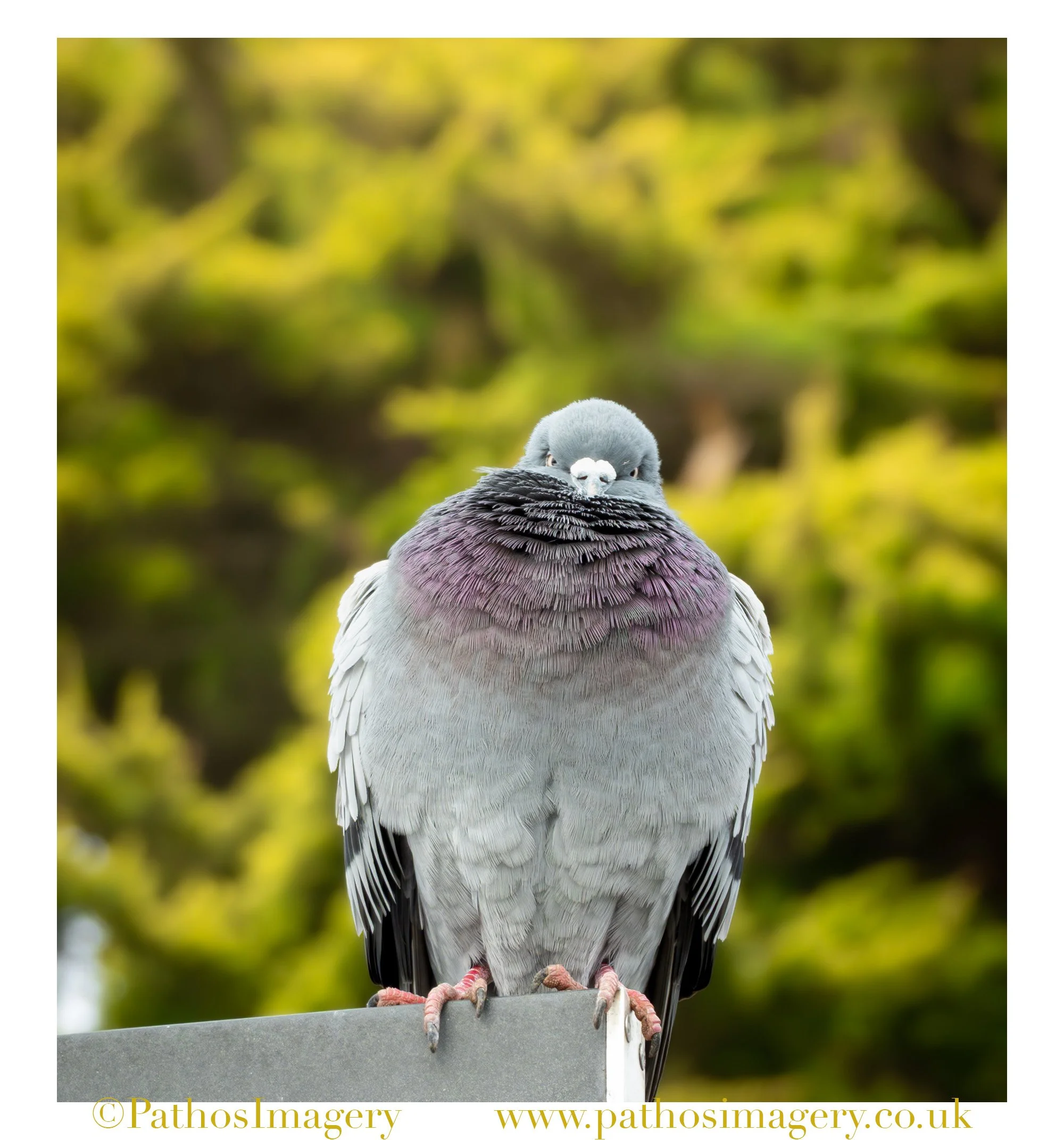 Rock Dove