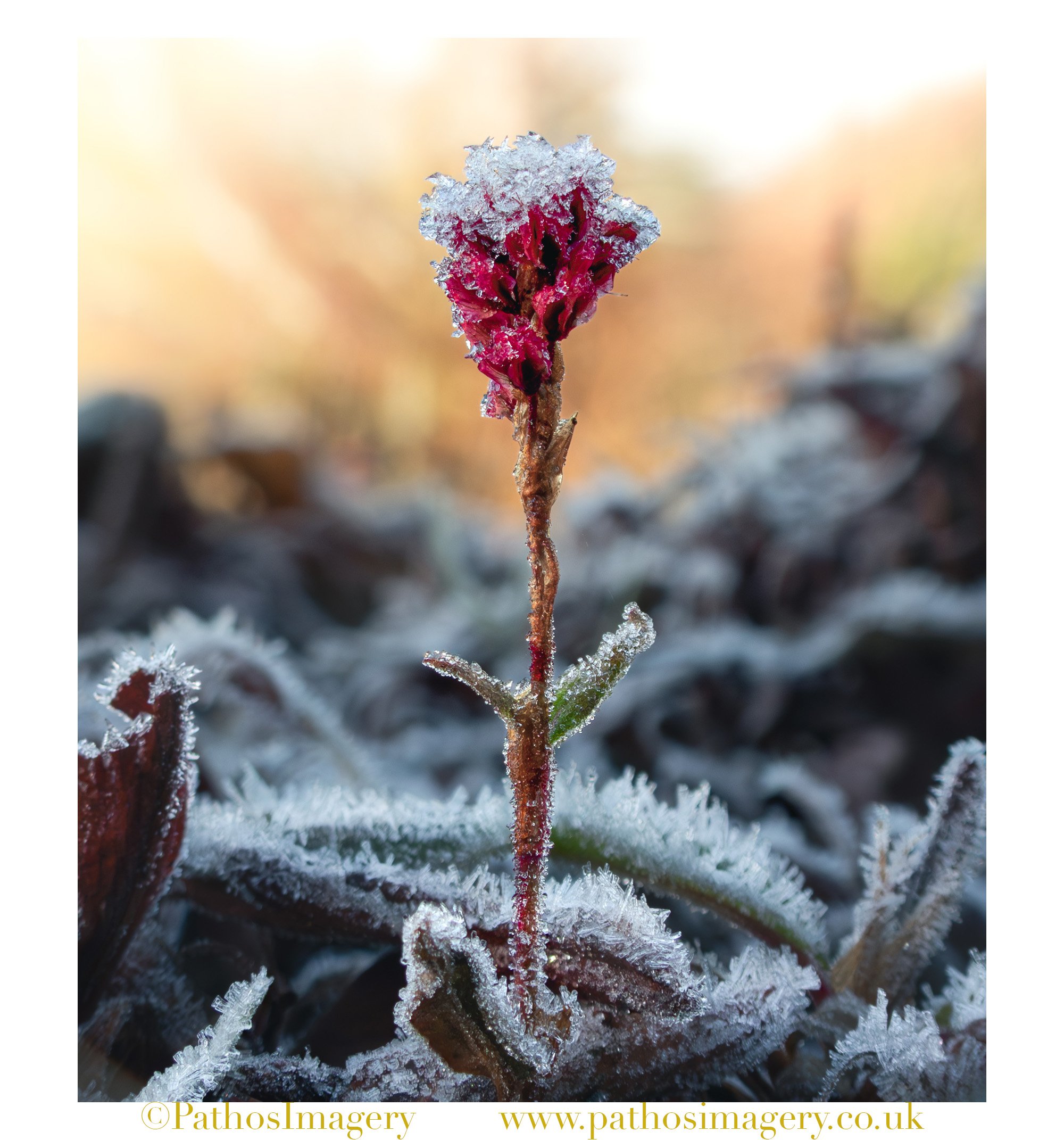 Frosted Periscaria 001