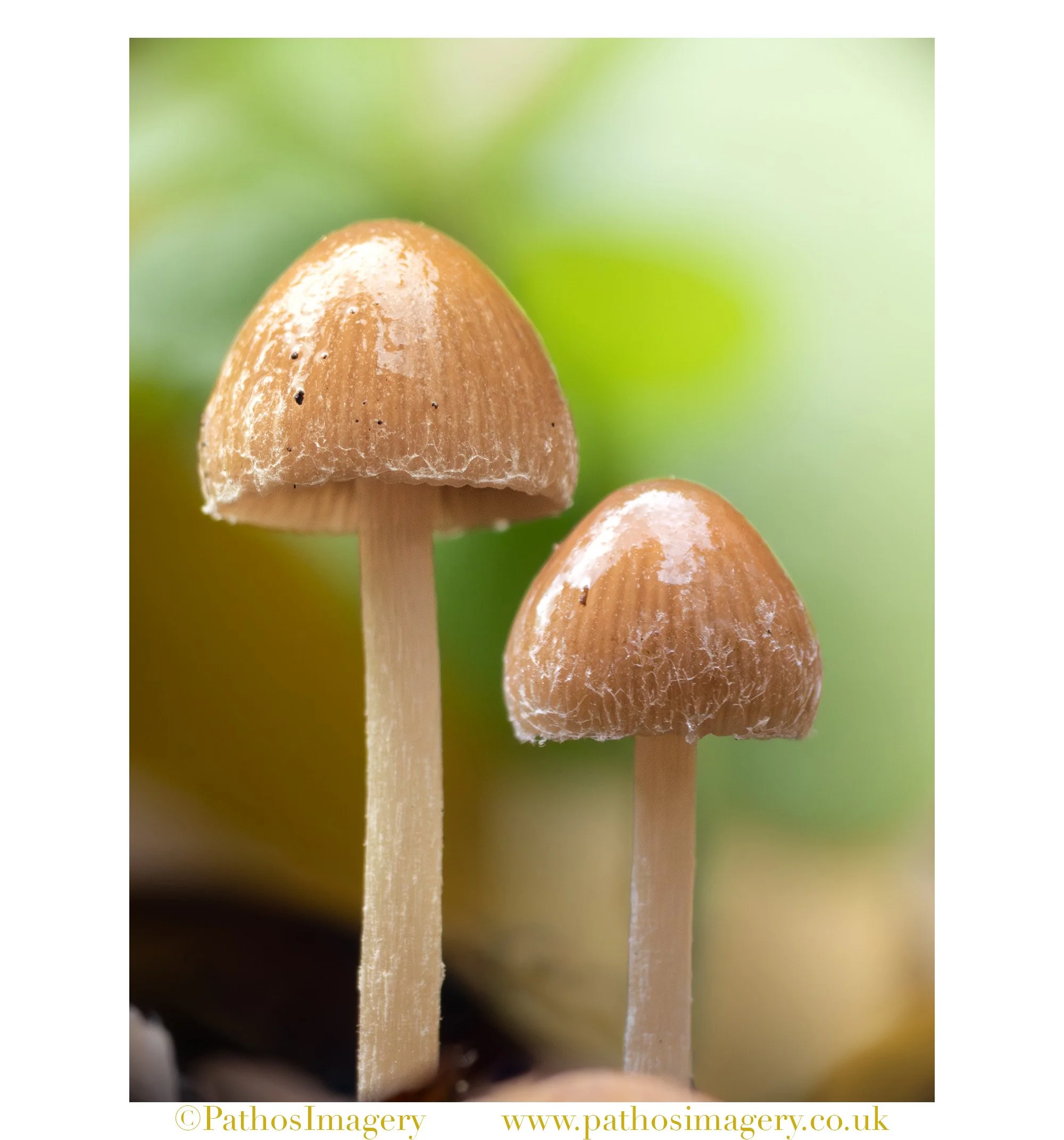 Psathyrella Twins