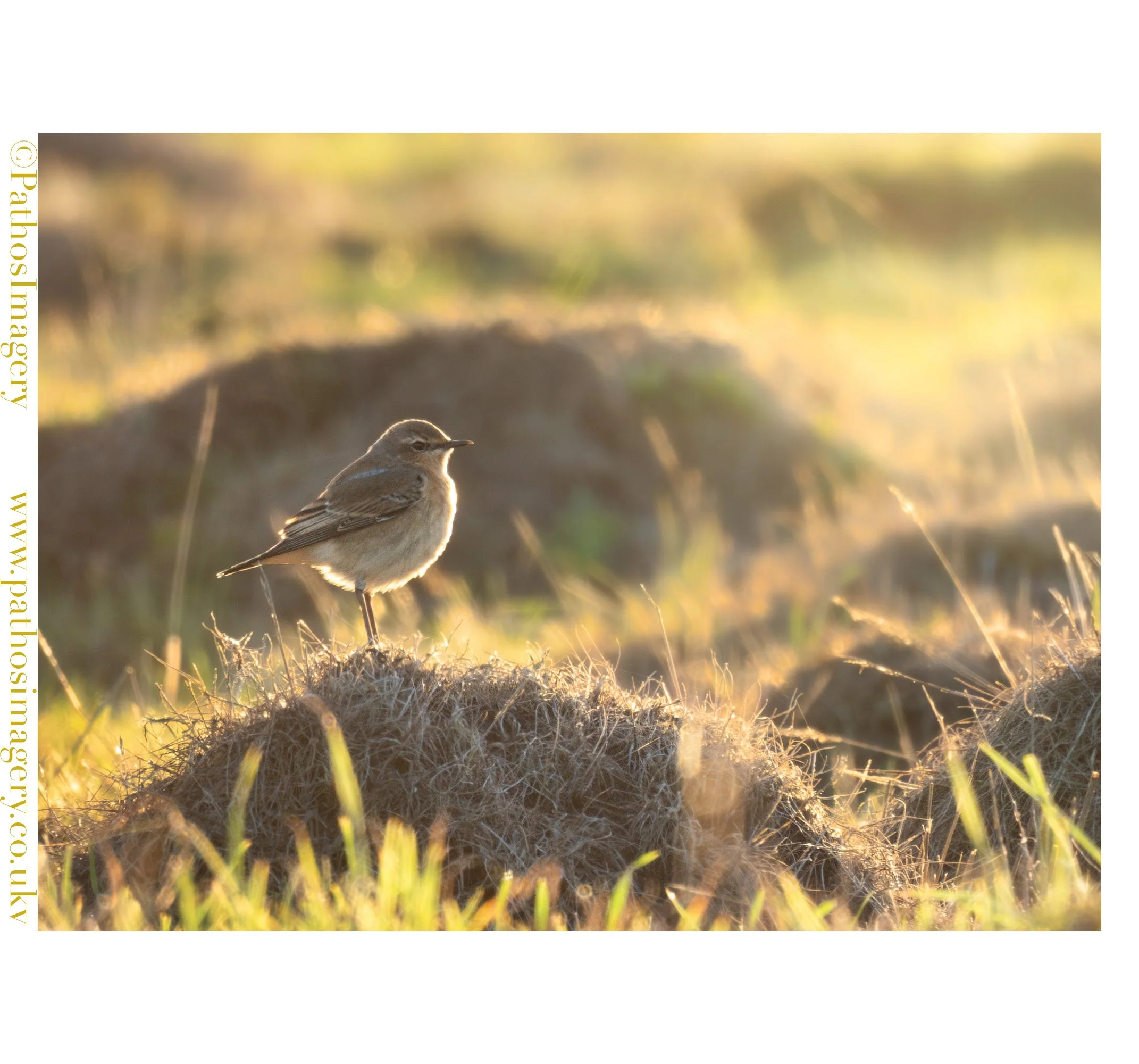 Wheatear