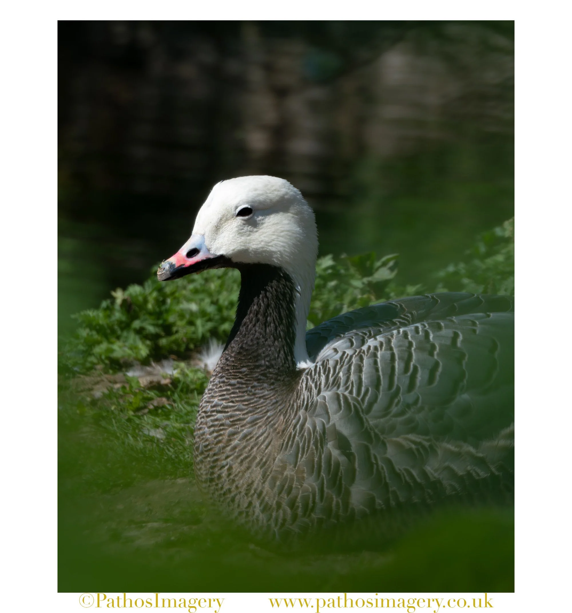 Emperor Goose Portrait