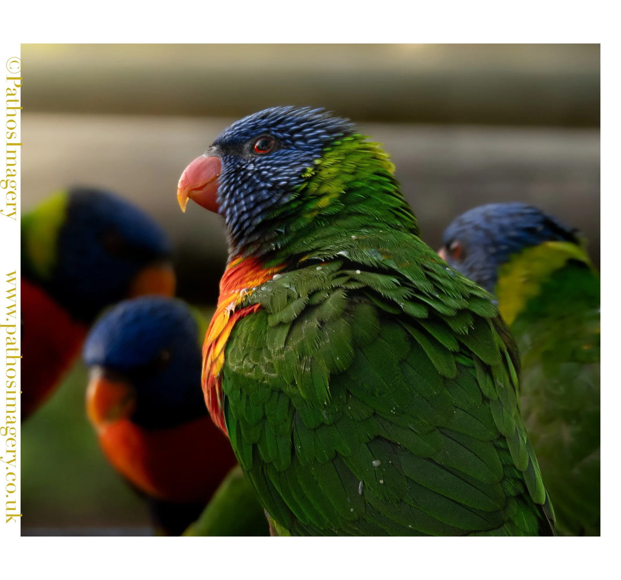 Rainbow Lorikeet