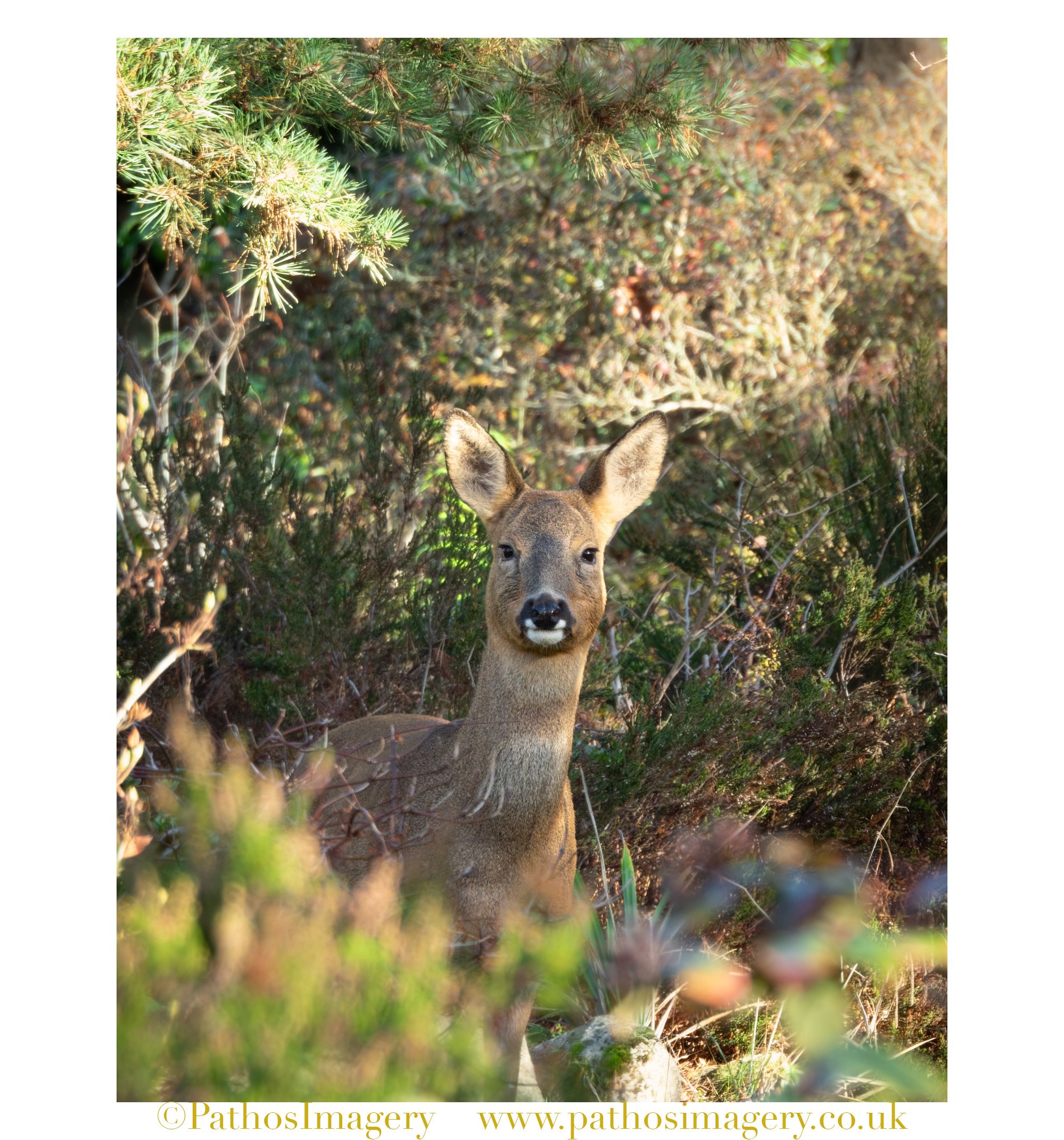 Roe Deer Portrait