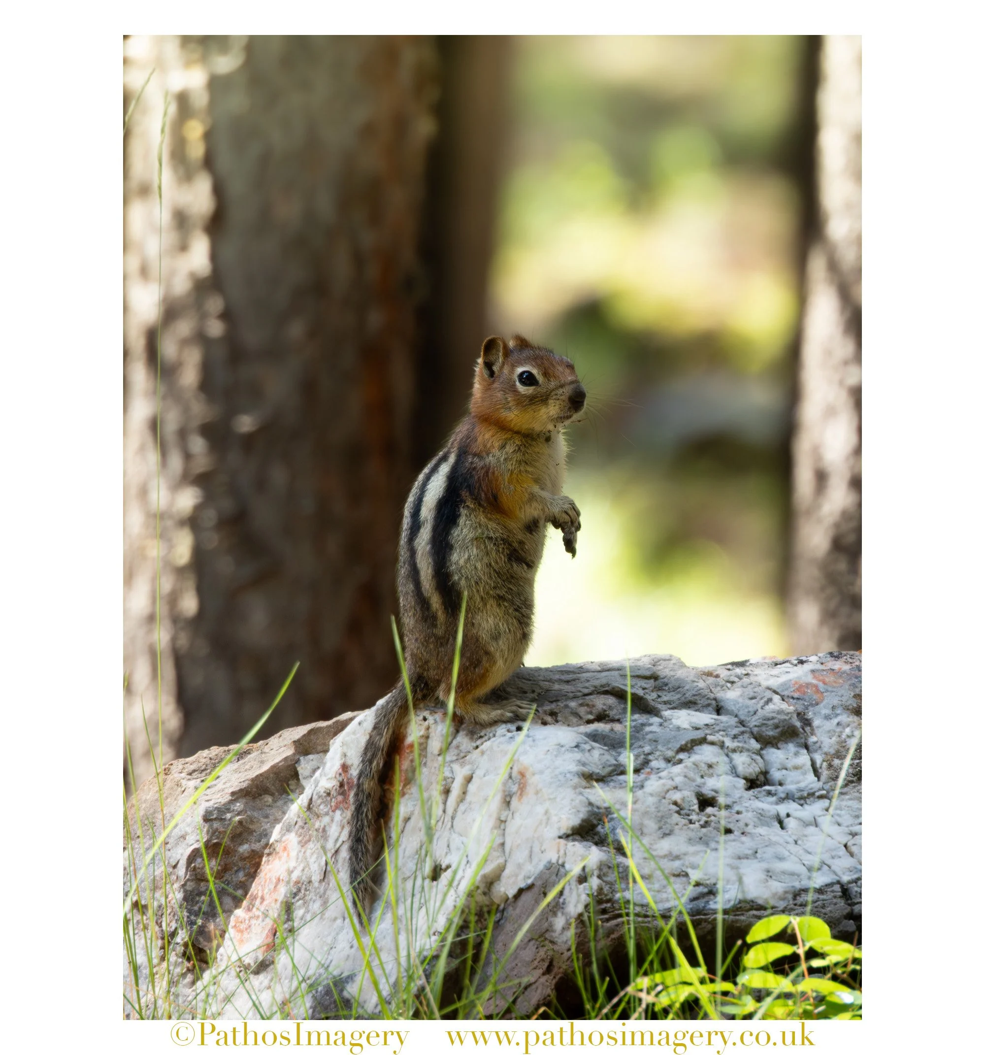Golden-Mantled Ground Squirrel 001