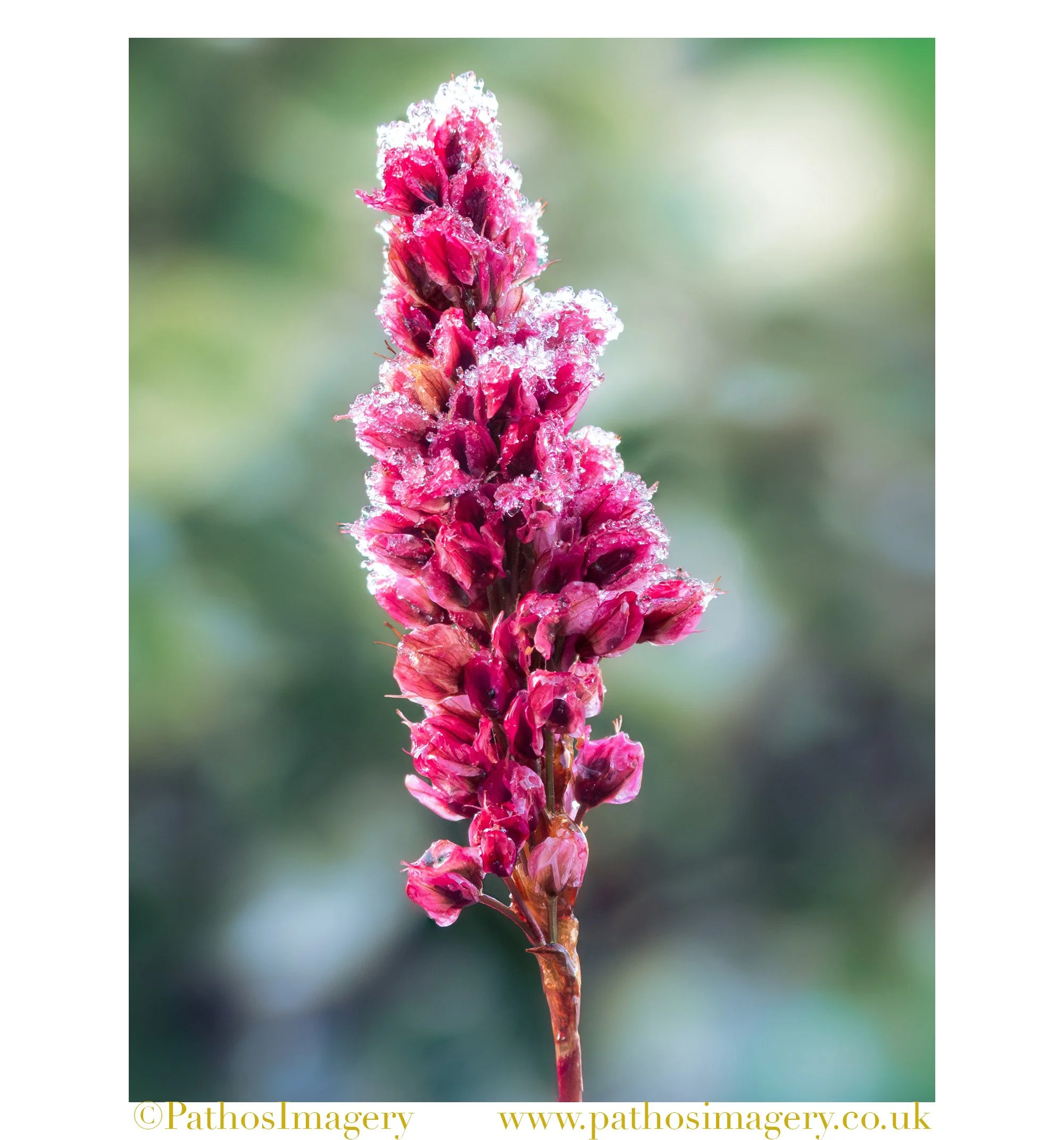 Frosted Periscaria 002