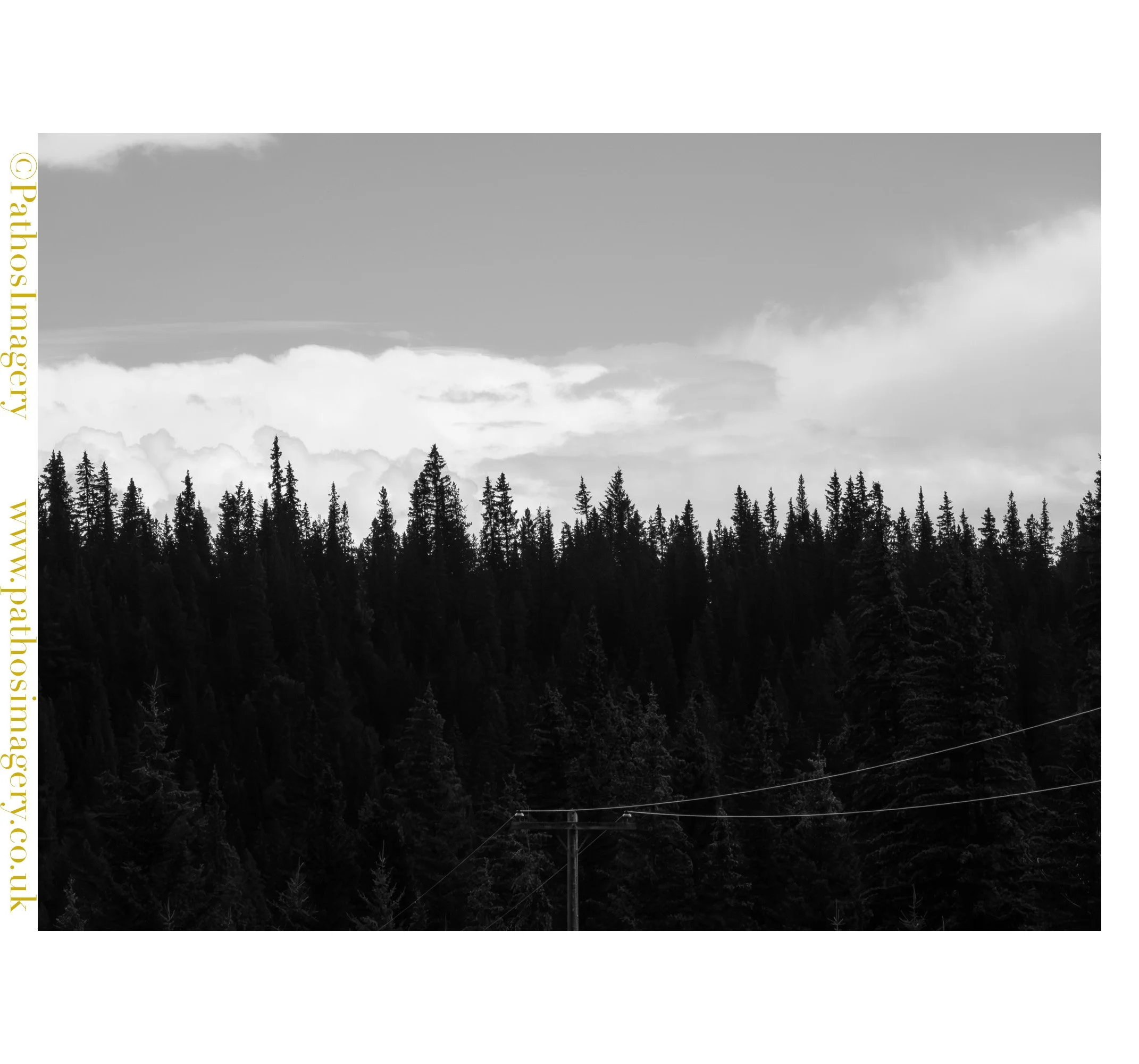B&W Forest 001