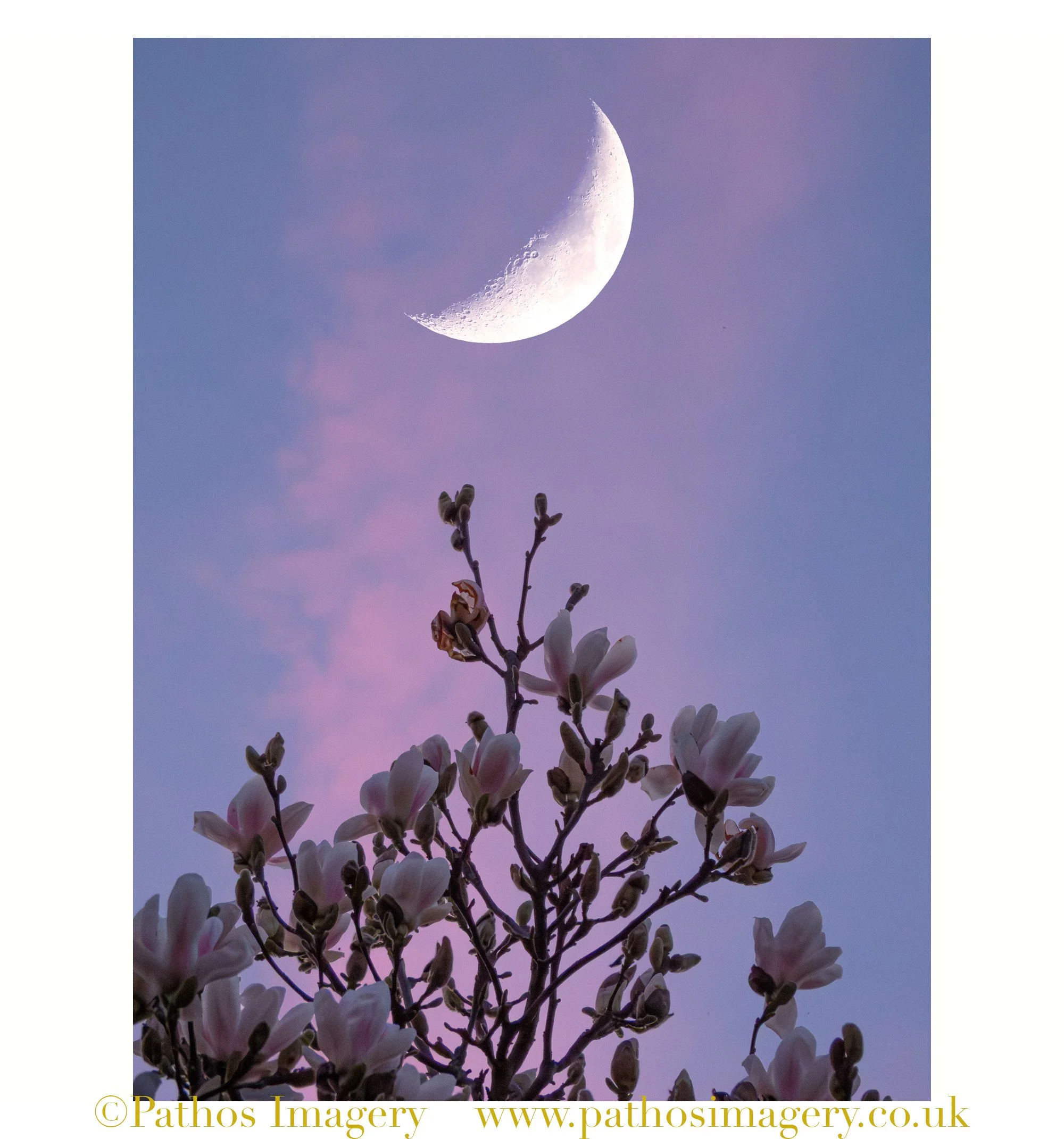 Magnolia Moon.jpg