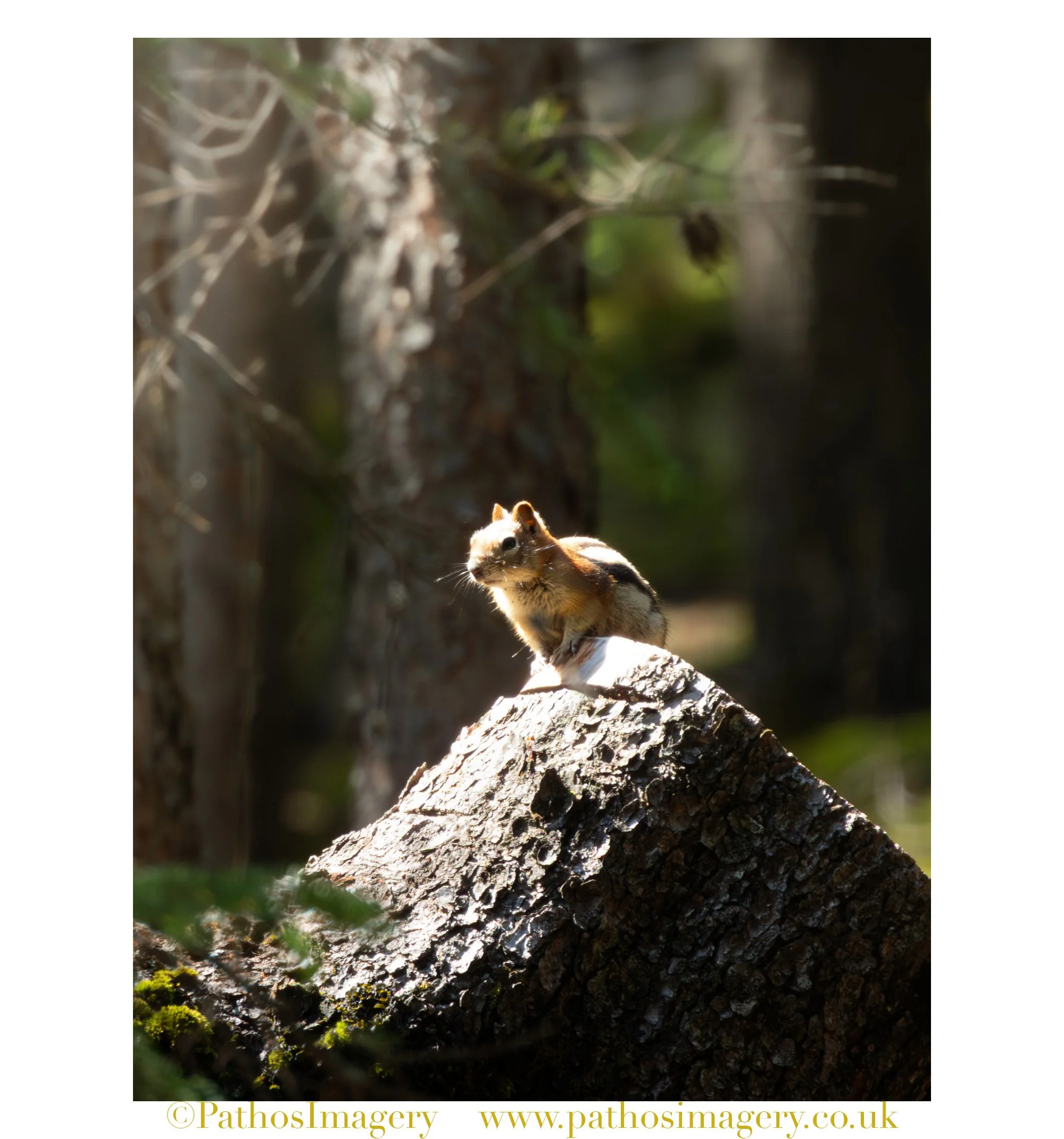 Golden-Mantled Ground Squirrel 002